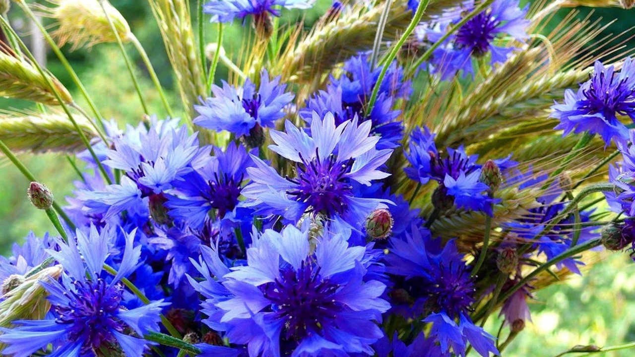 Cornflower Wallpapers