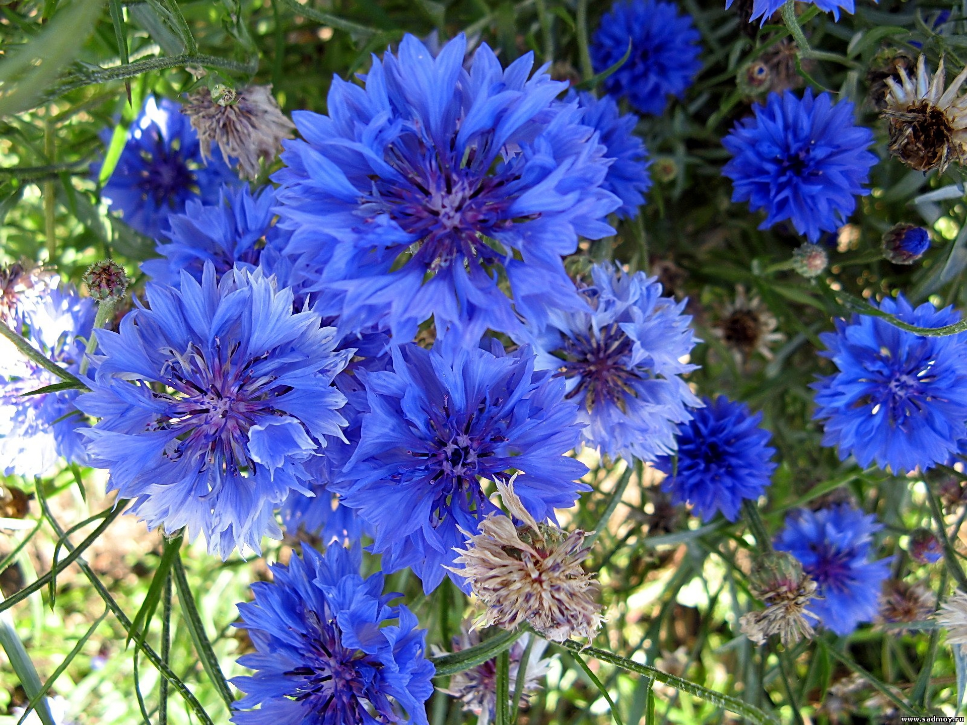 Cornflower Wallpapers