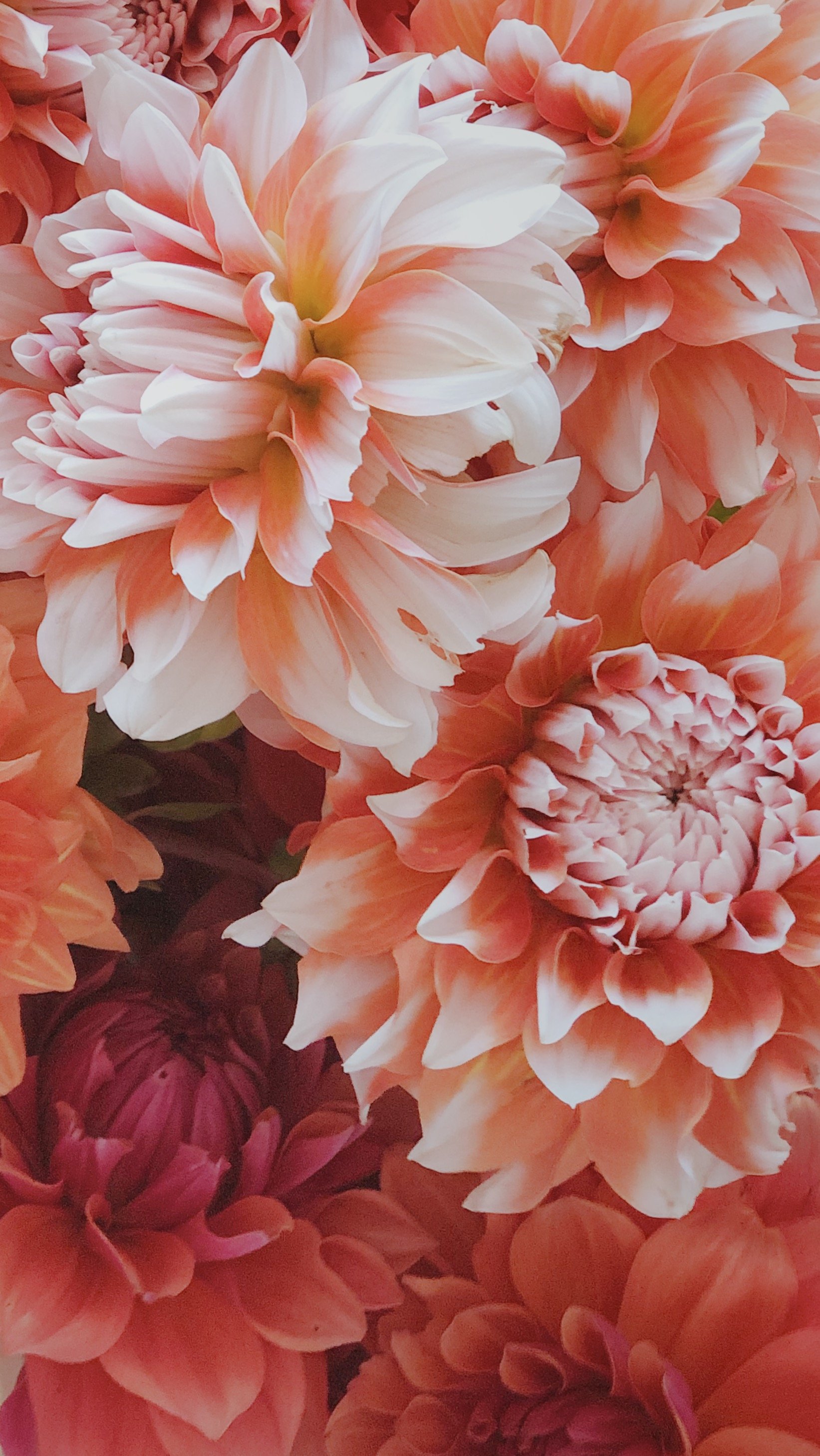 Dahlia Wallpapers