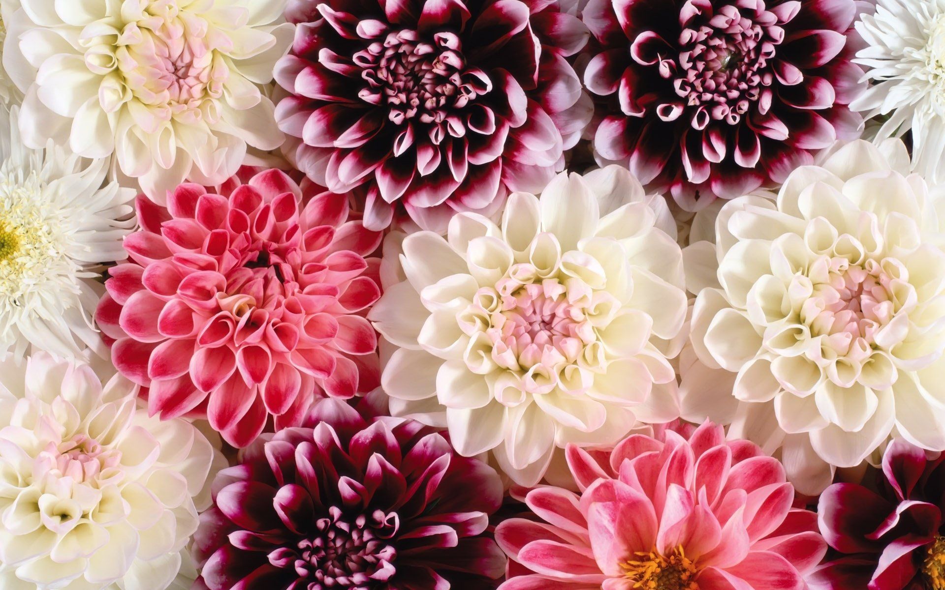 Dahlia Wallpapers