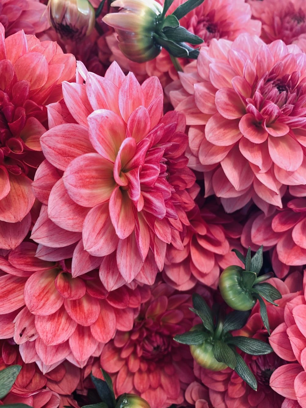 Dahlia Wallpapers