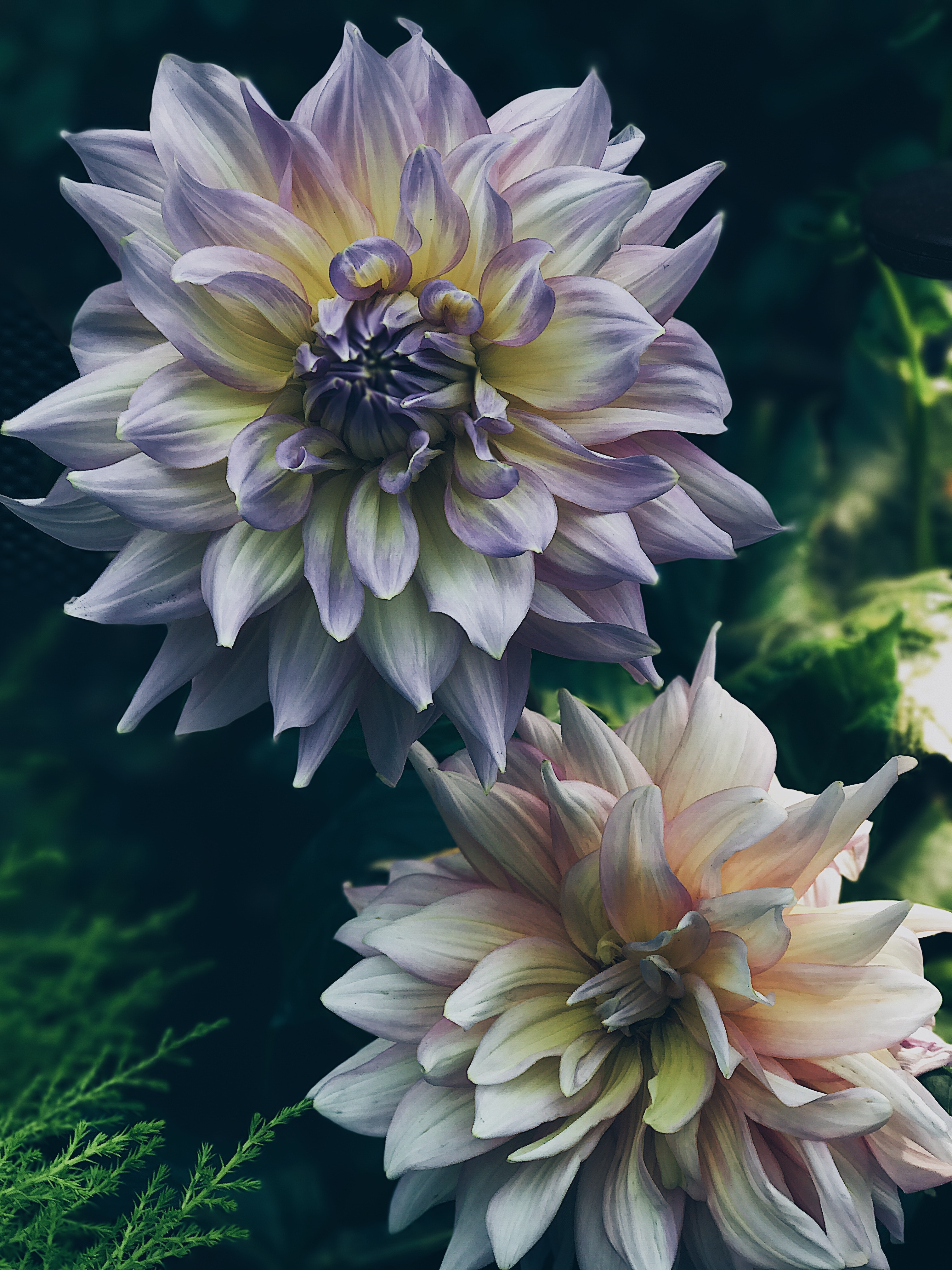 Dahlia Wallpapers