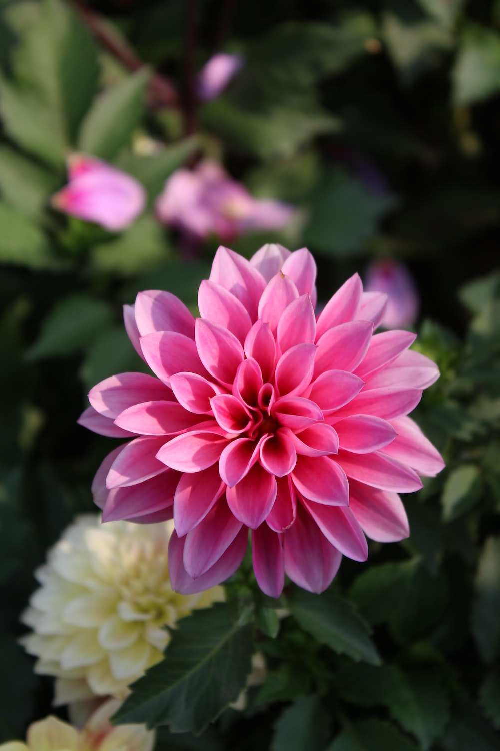 Dahlia Wallpapers