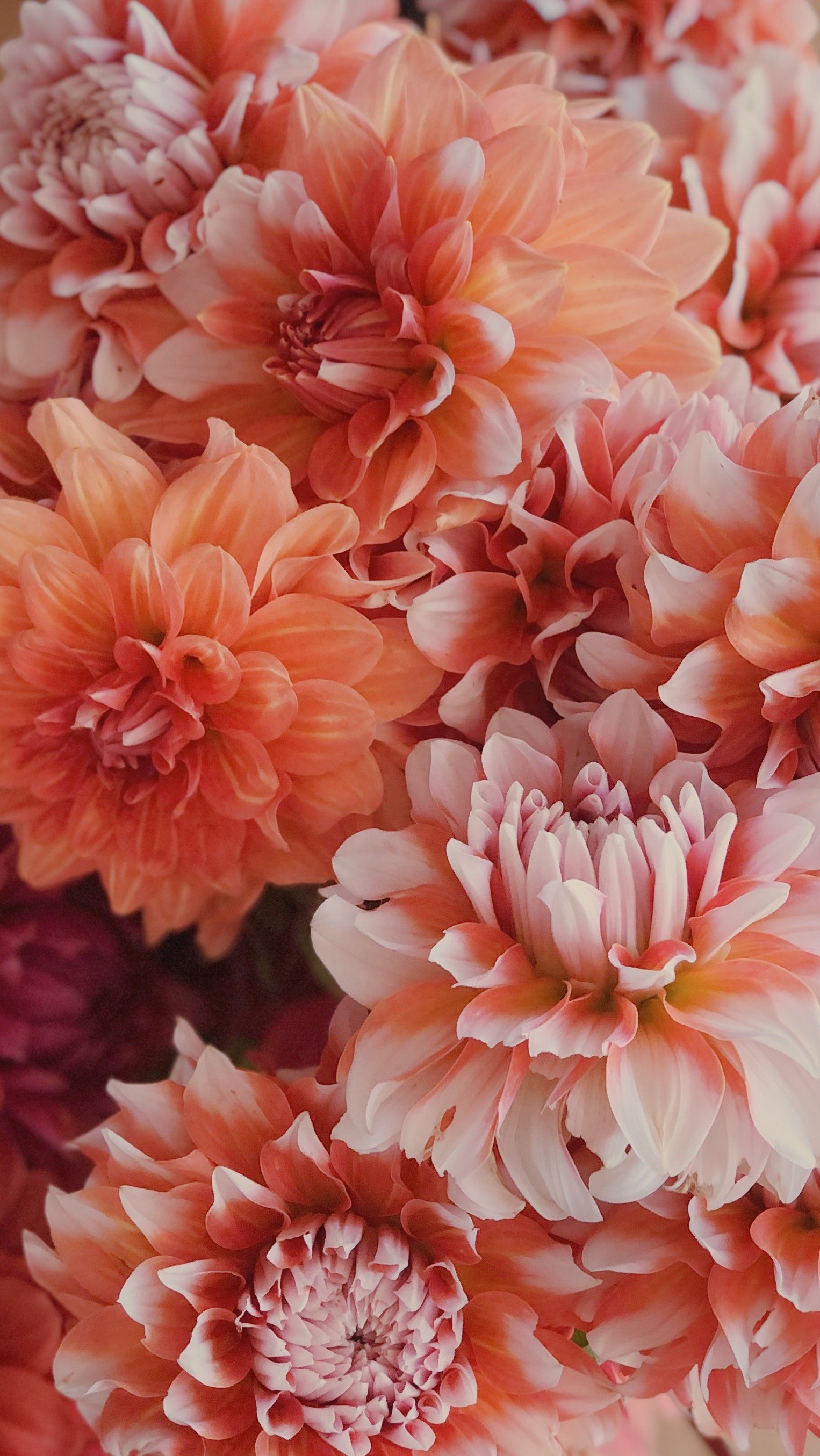 Dahlia Wallpapers