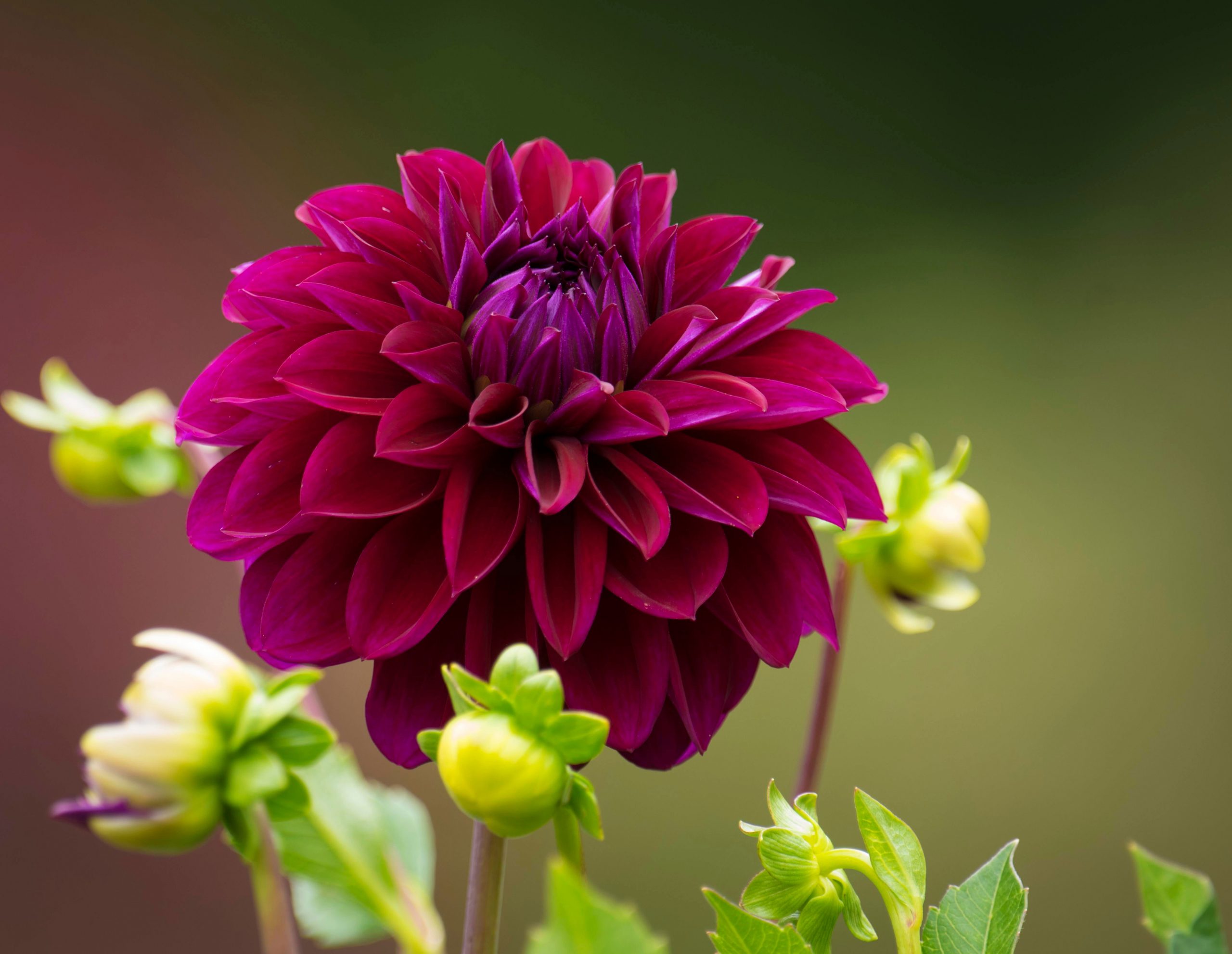 Dahlia Wallpapers