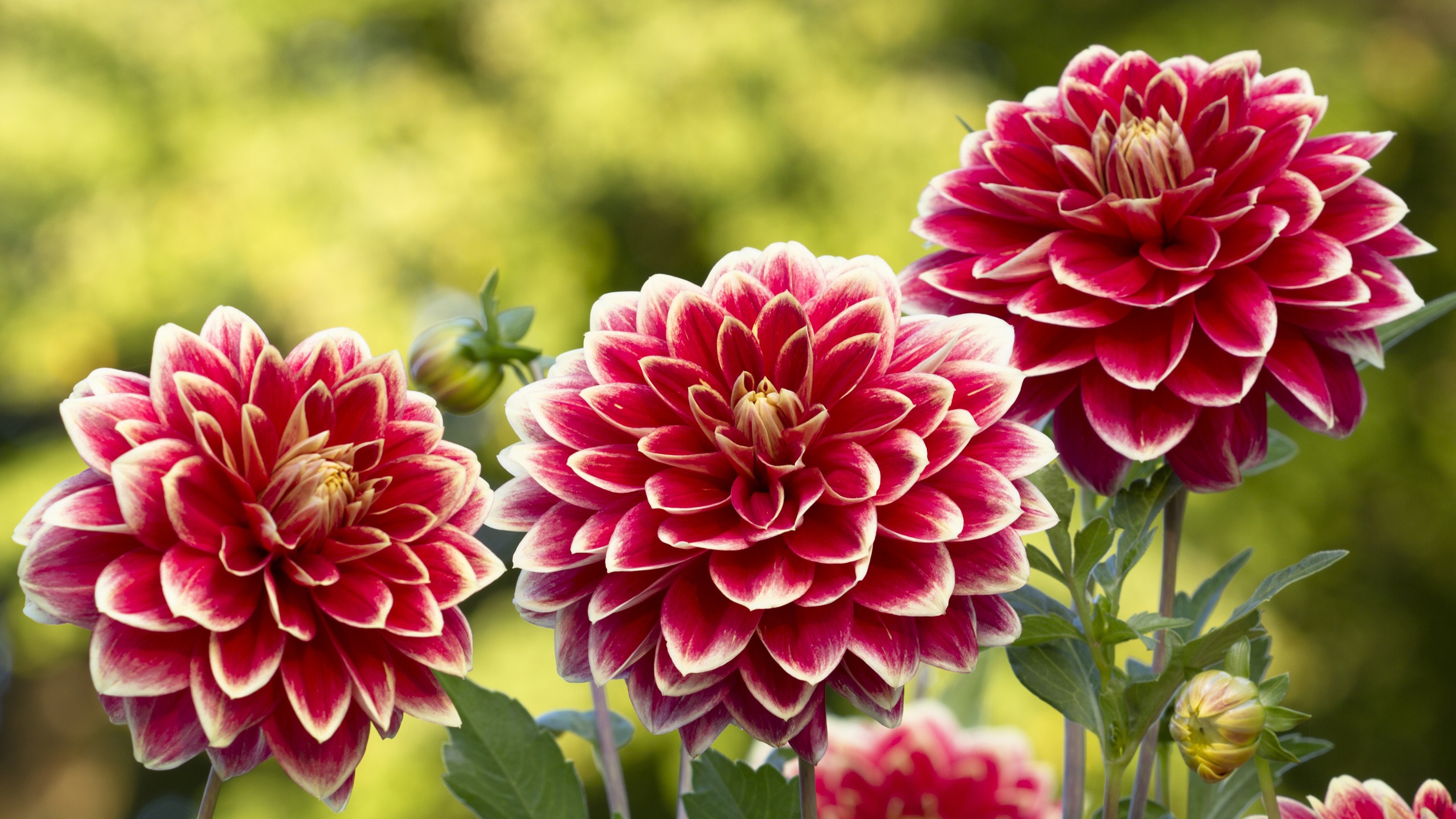 Dahlia Wallpapers