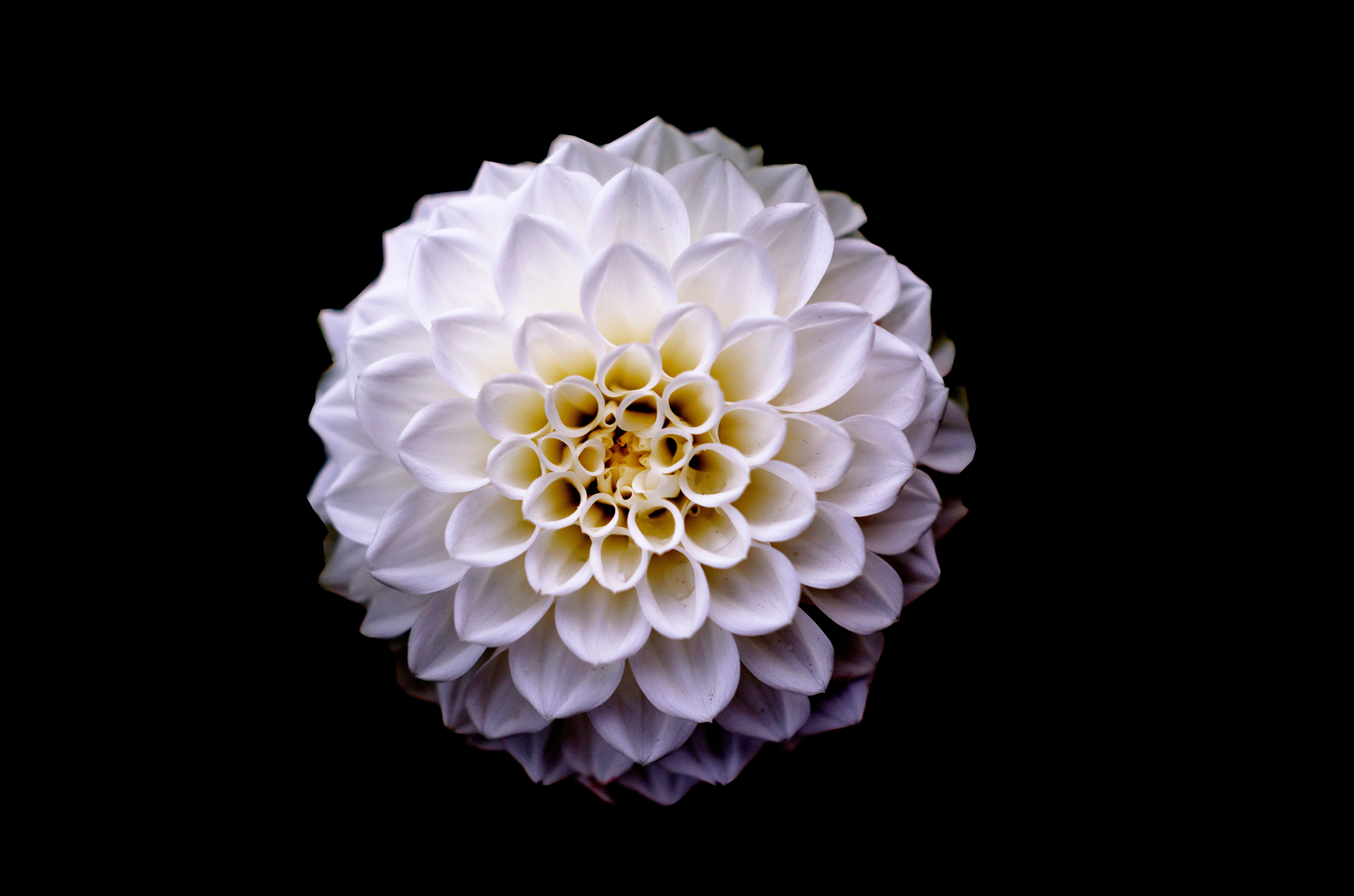 Dahlia Wallpapers