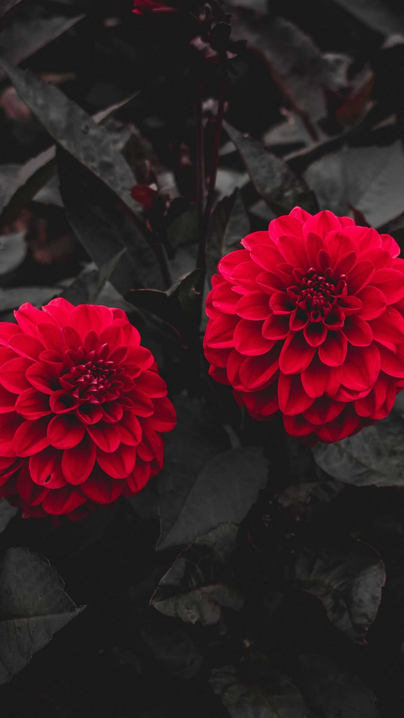 Dahlia Wallpapers