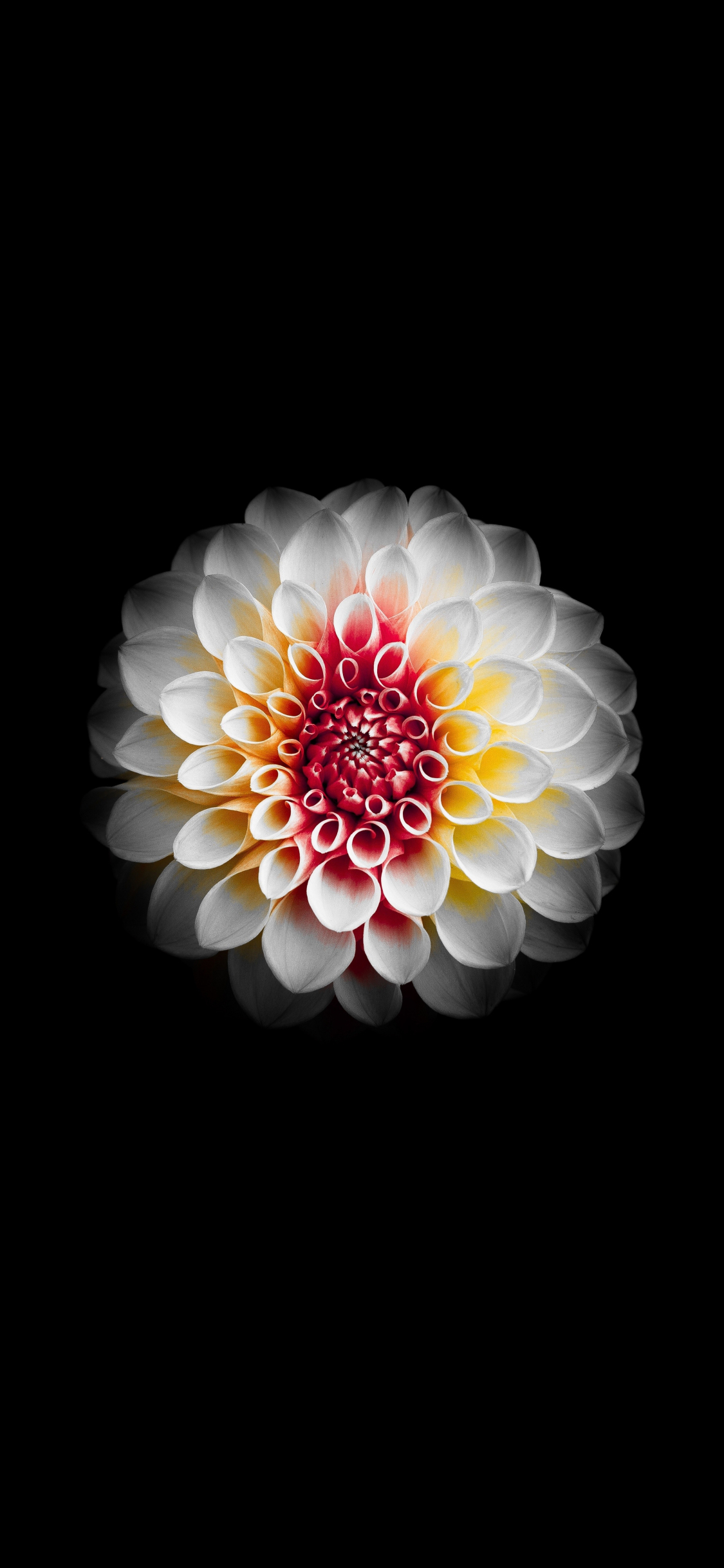 Dahlia Wallpapers