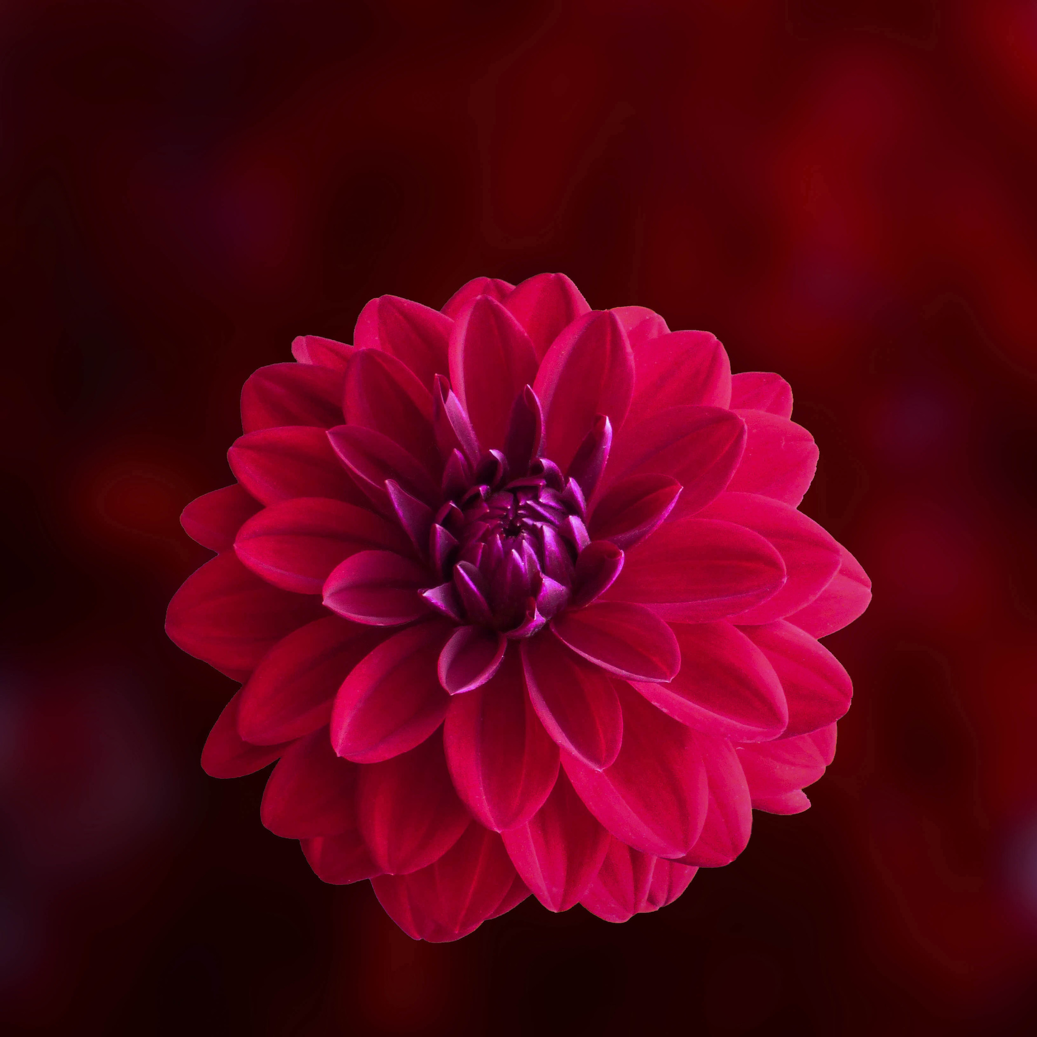 Dahlia Wallpapers