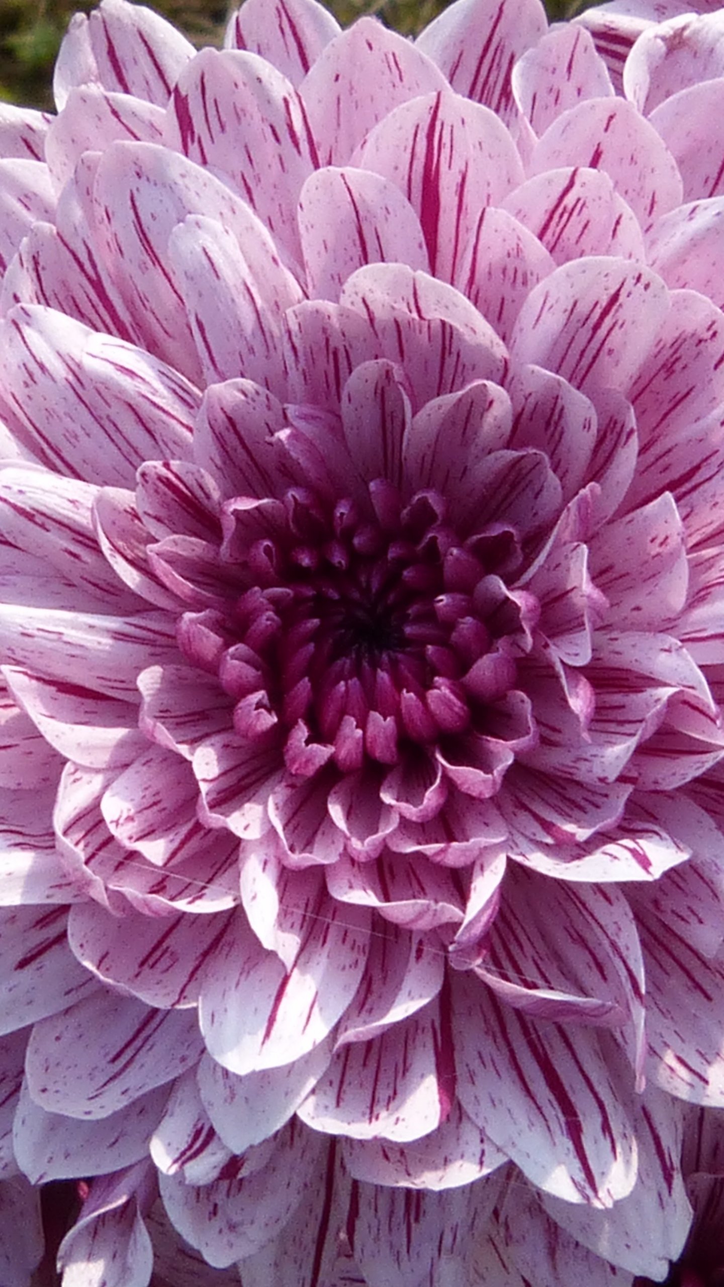 Dahlia Wallpapers