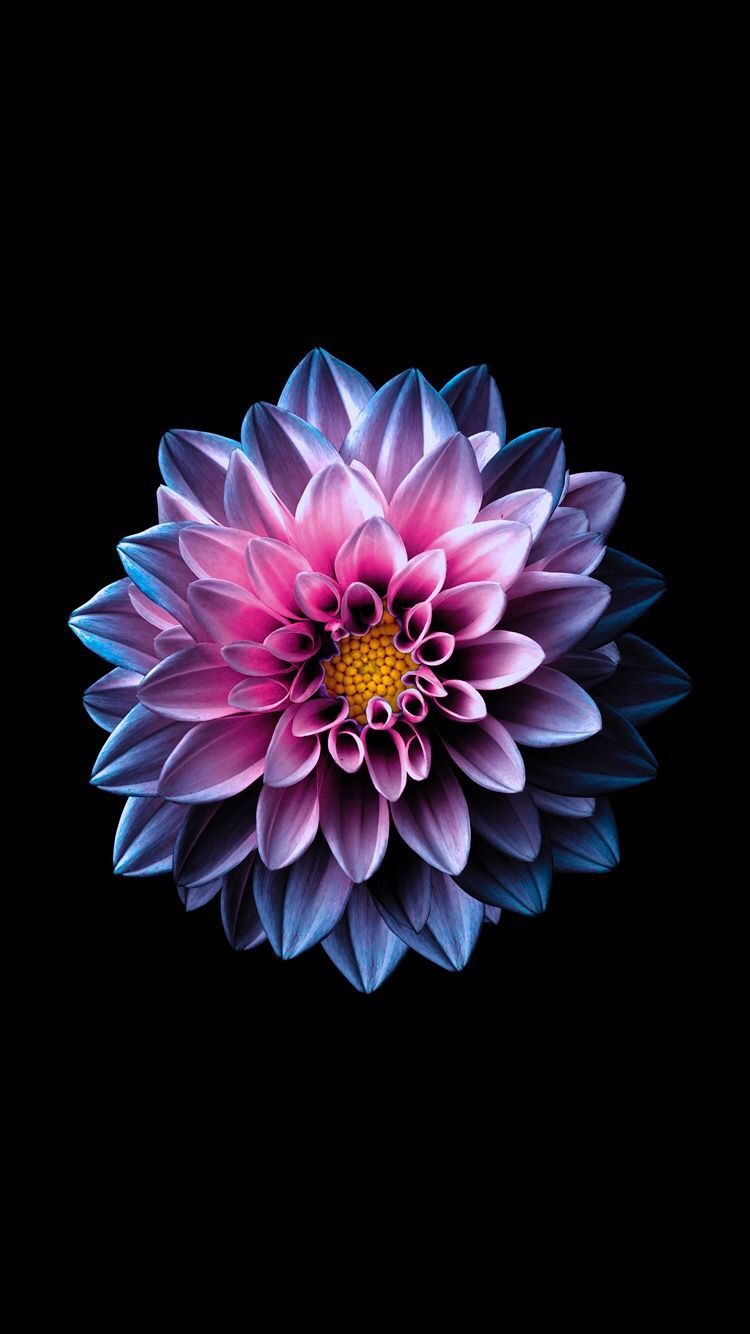 Dahlia Wallpapers