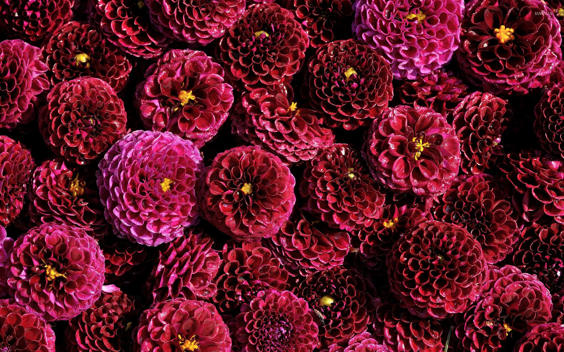 Dahlia Wallpapers