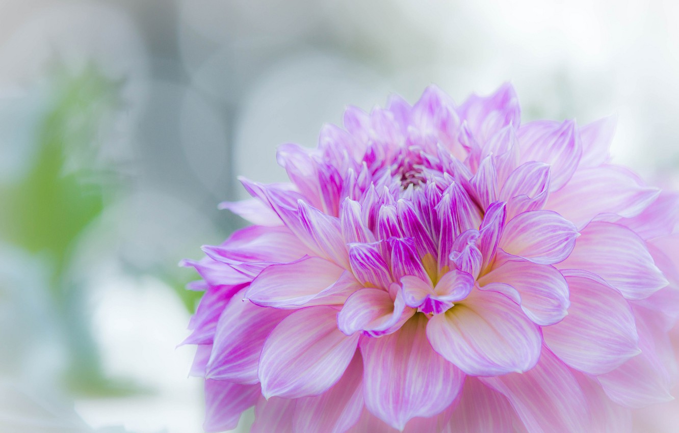 Dahlia Wallpapers