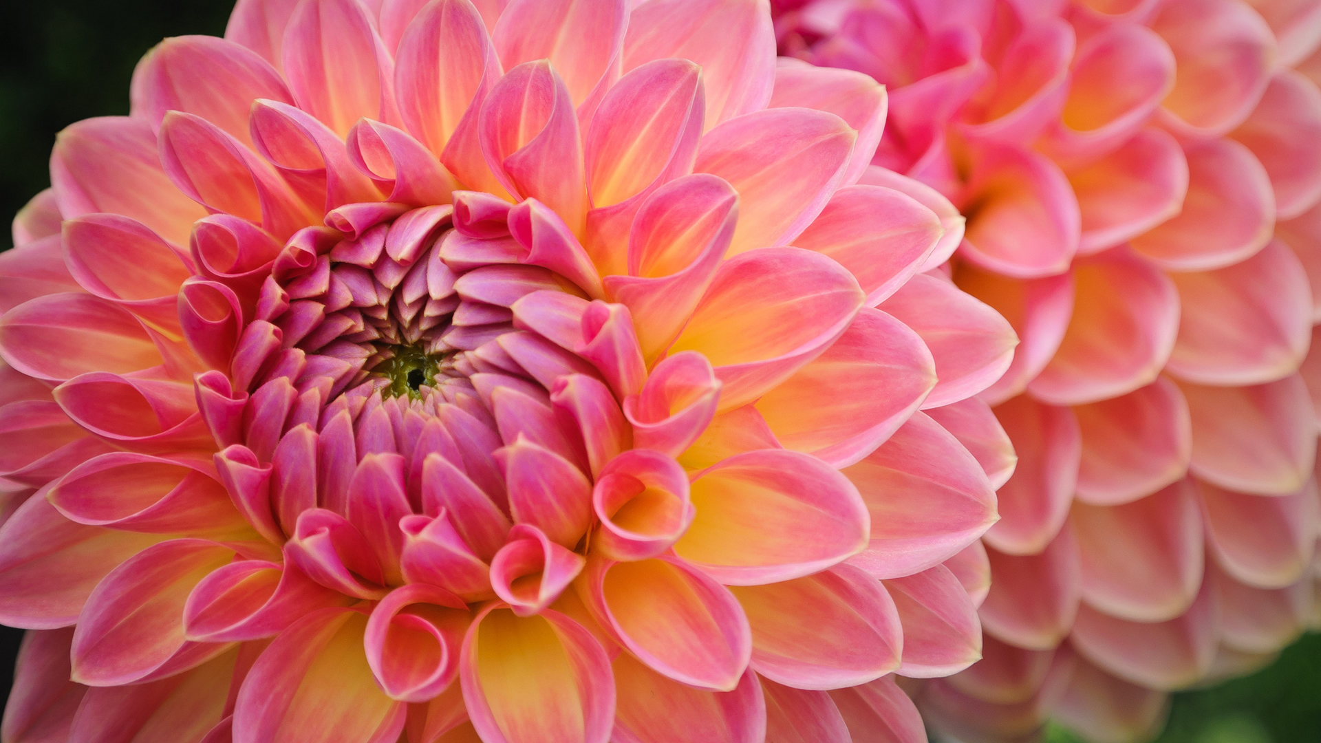 Dahlia Wallpapers