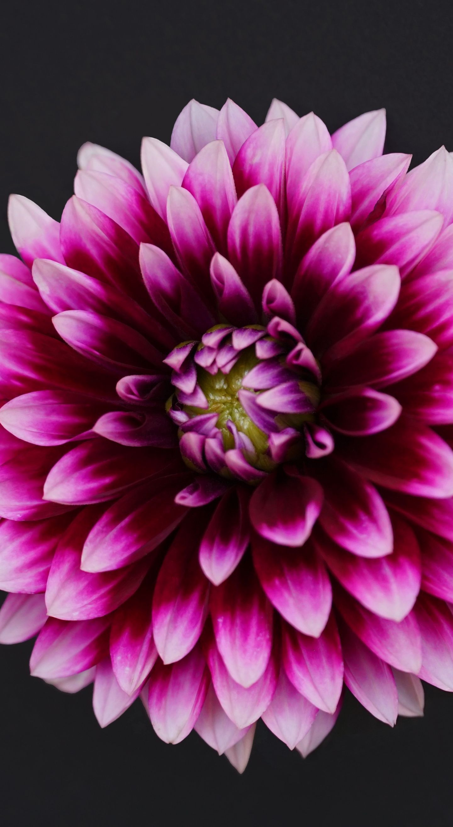 Dahlia Wallpapers