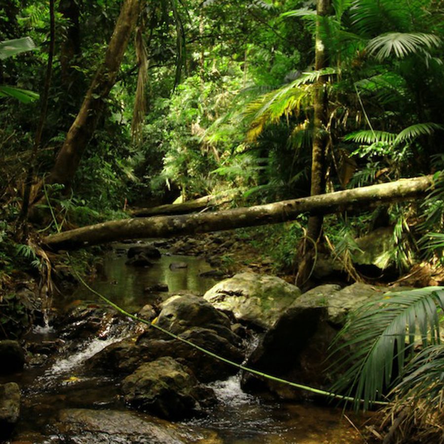 Daintree Rainforest Wallpapers