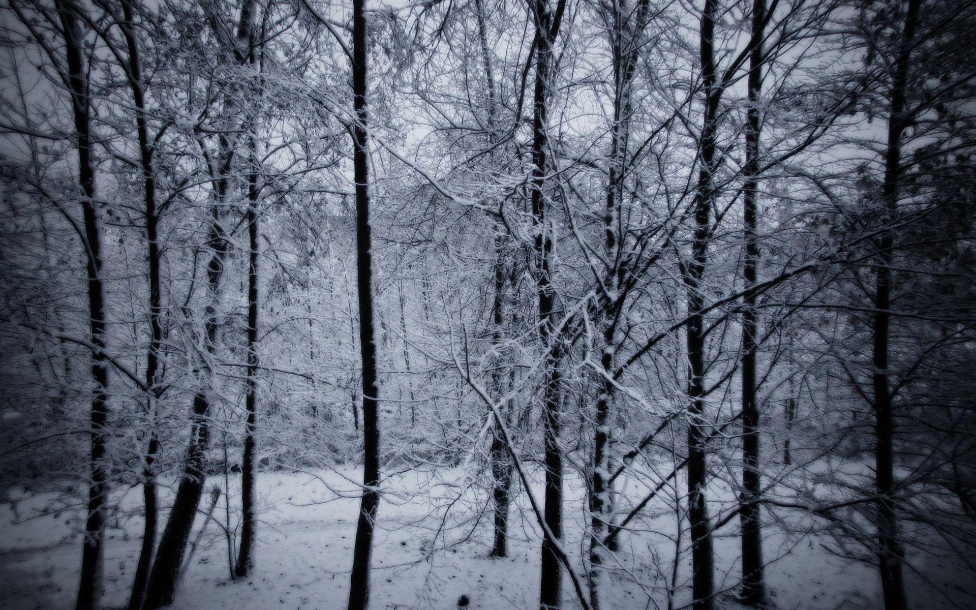 Dark Forest Woods Snow Winter Wallpapers