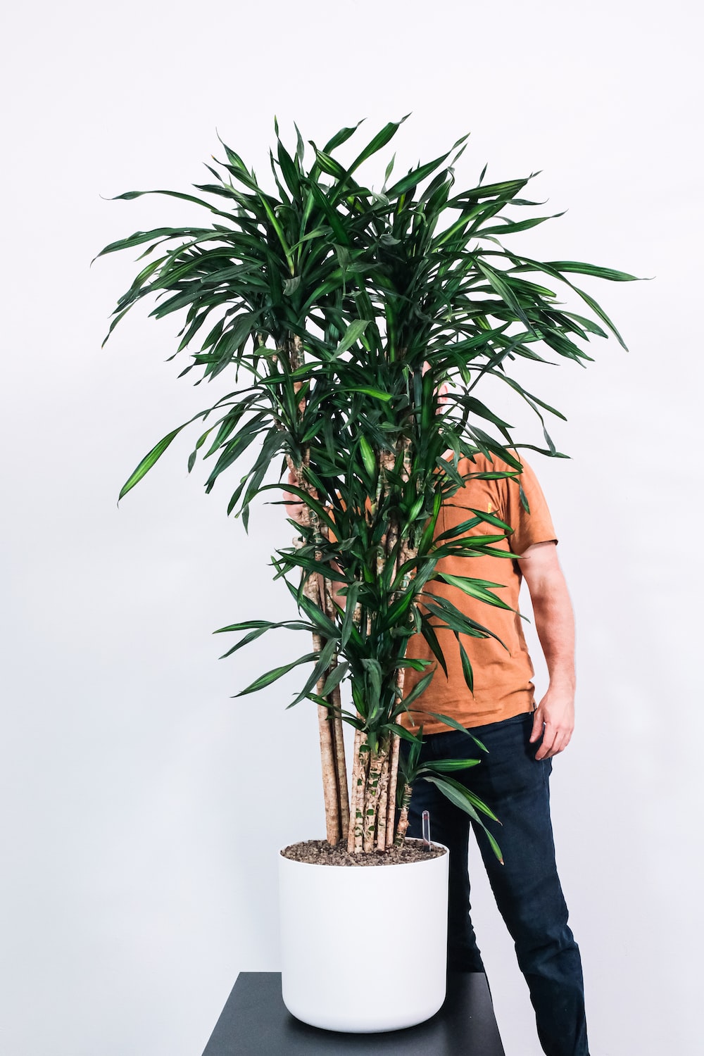 Dracaena Wallpapers