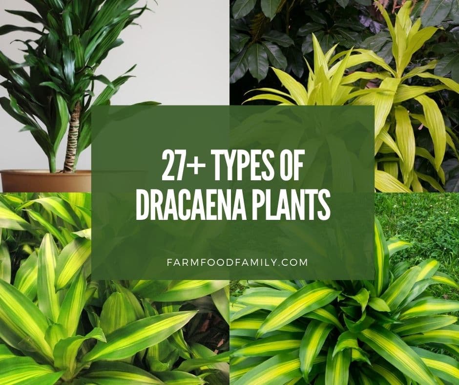 Dracaena Wallpapers