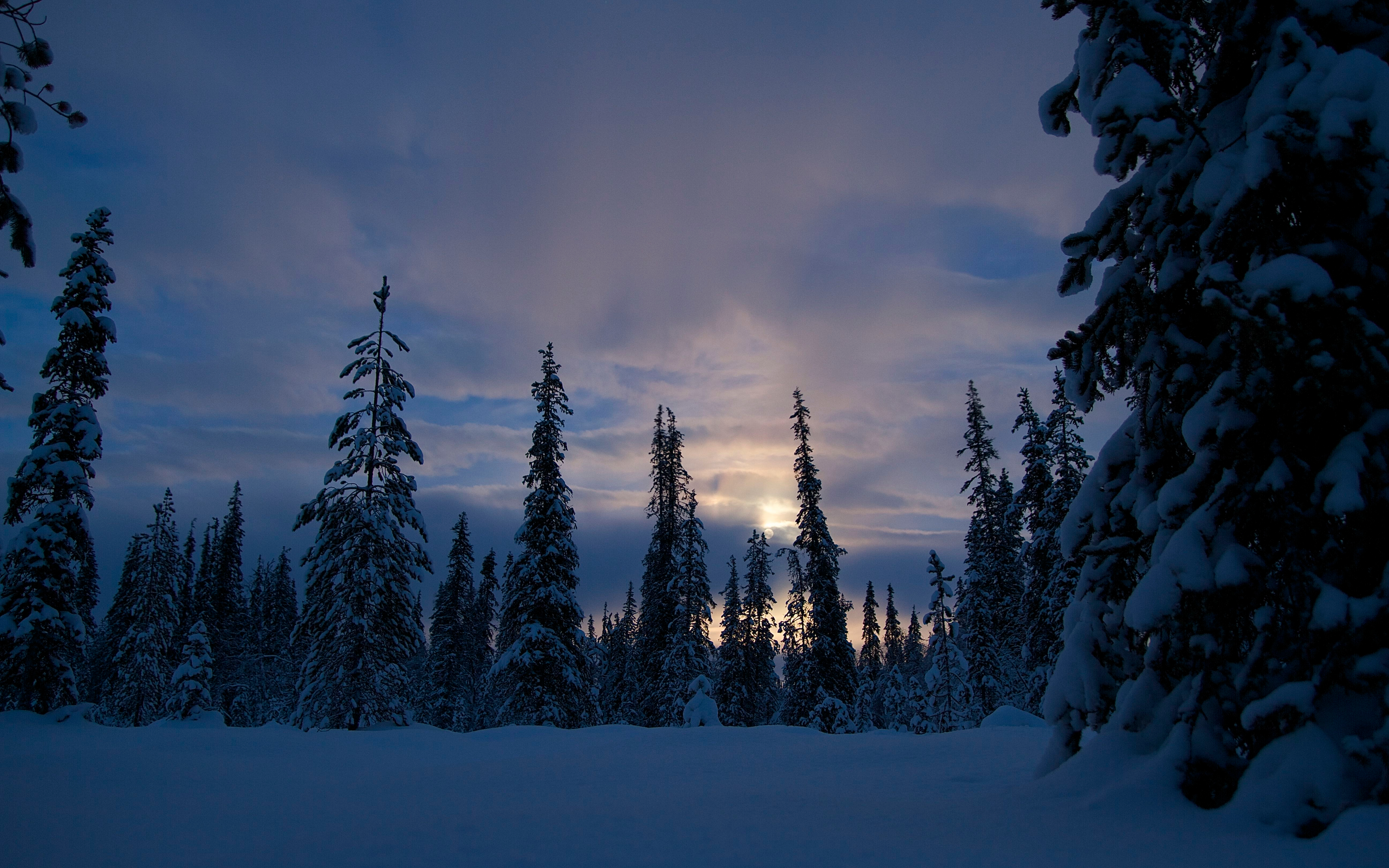 Dramatic Winter Twilight In Forest Wallpapers