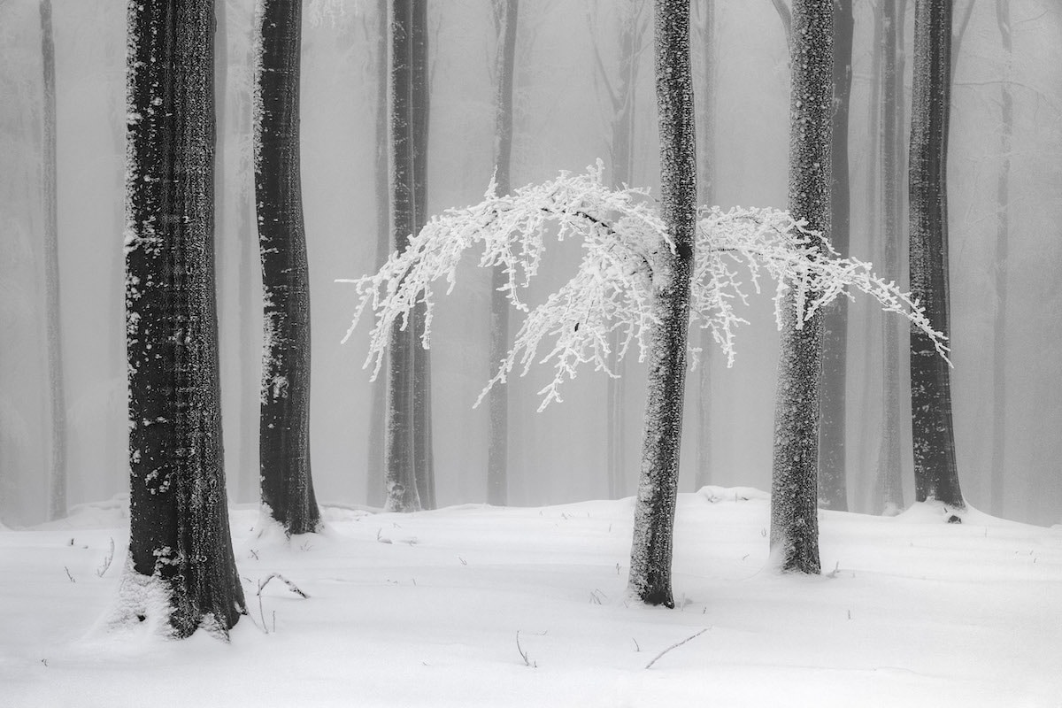 Dramatic Winter Twilight In Forest Wallpapers