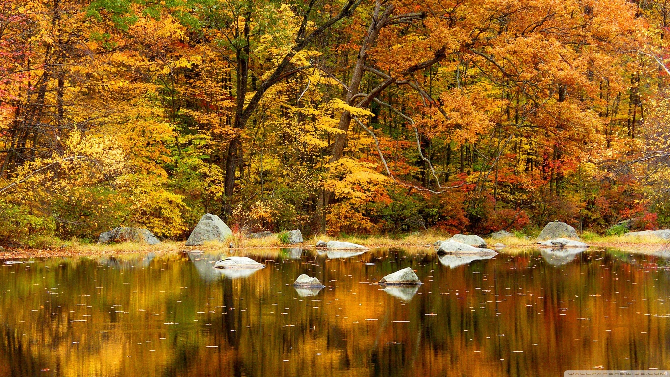 Fall Foliage Forest Lake Nature Reflection Wallpapers