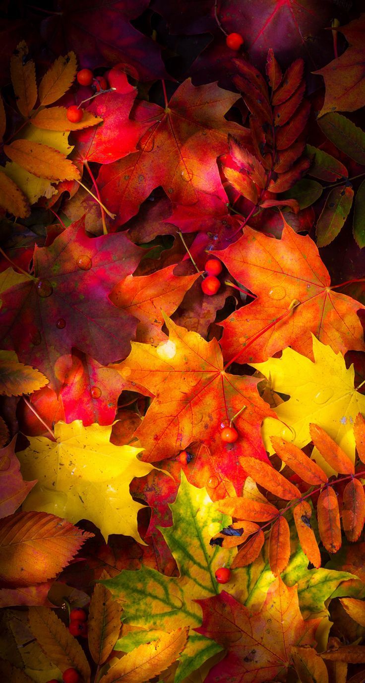 Fallen Leaves From Tree Wallpapers