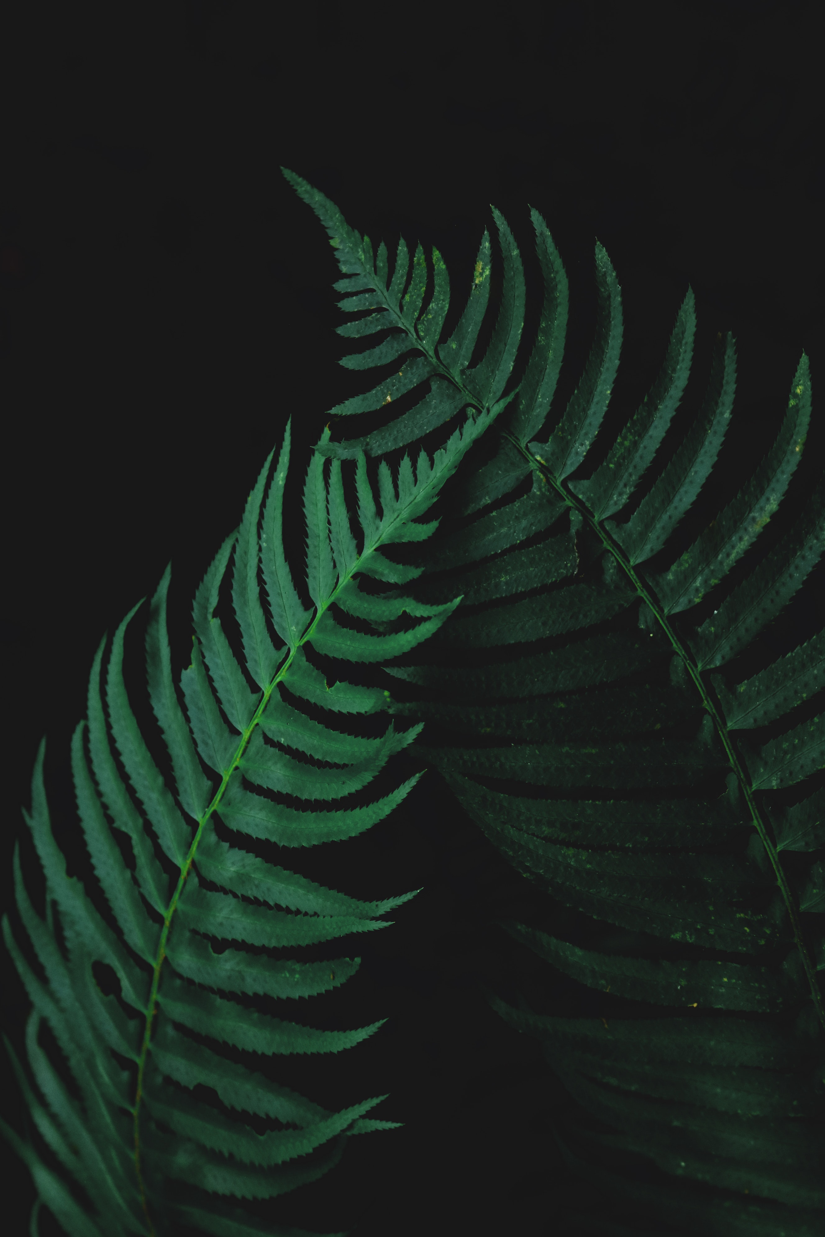 Fern Wallpapers