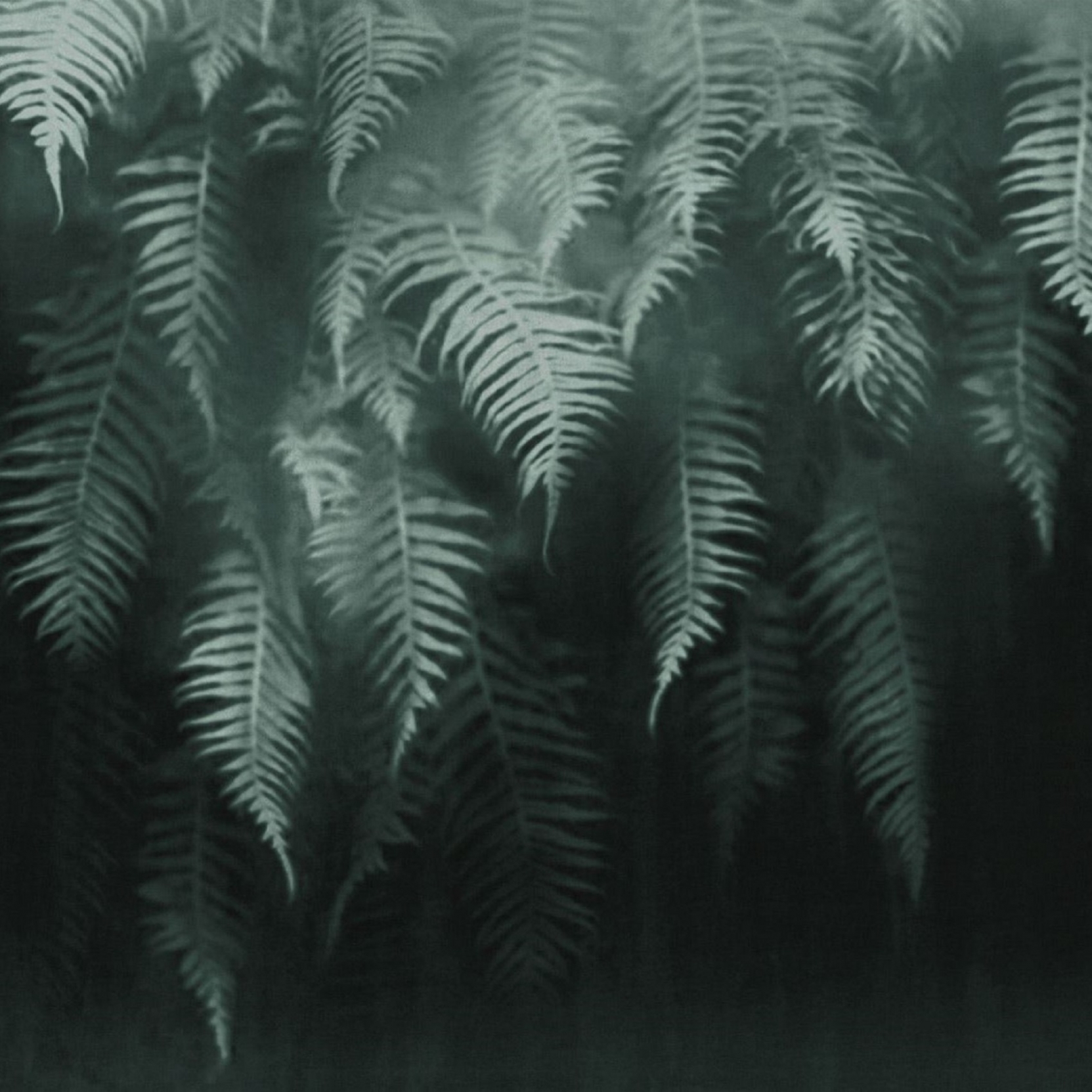 Fern Wallpapers