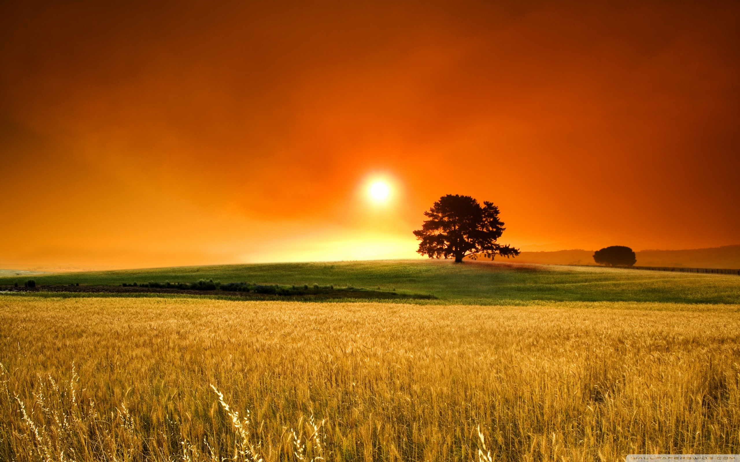 Field Summer Sunset Wallpapers