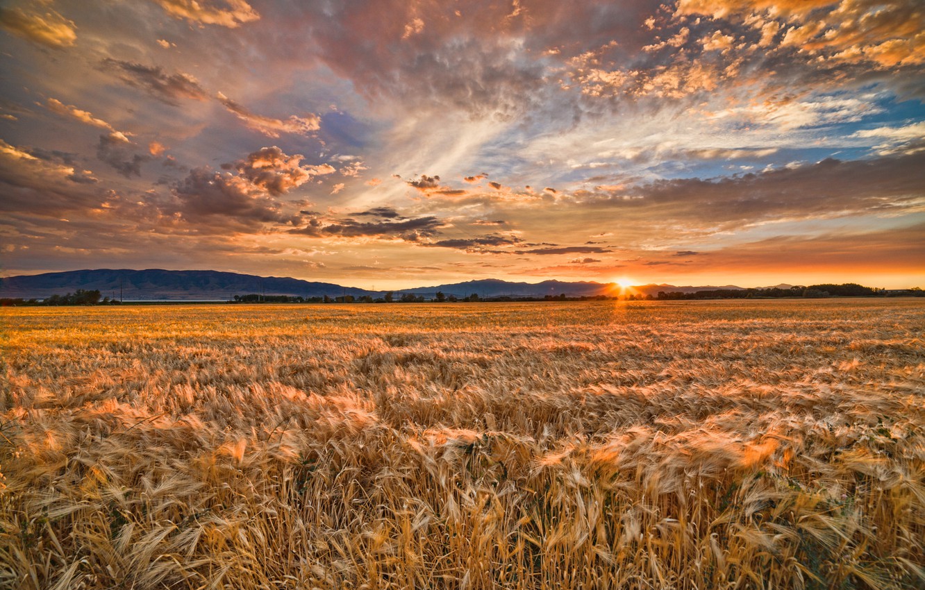 Field Summer Sunset Wallpapers