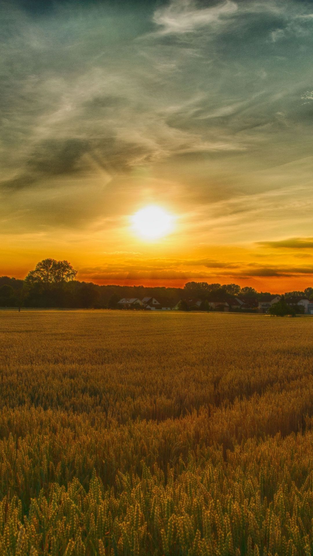 Field Summer Sunset Wallpapers