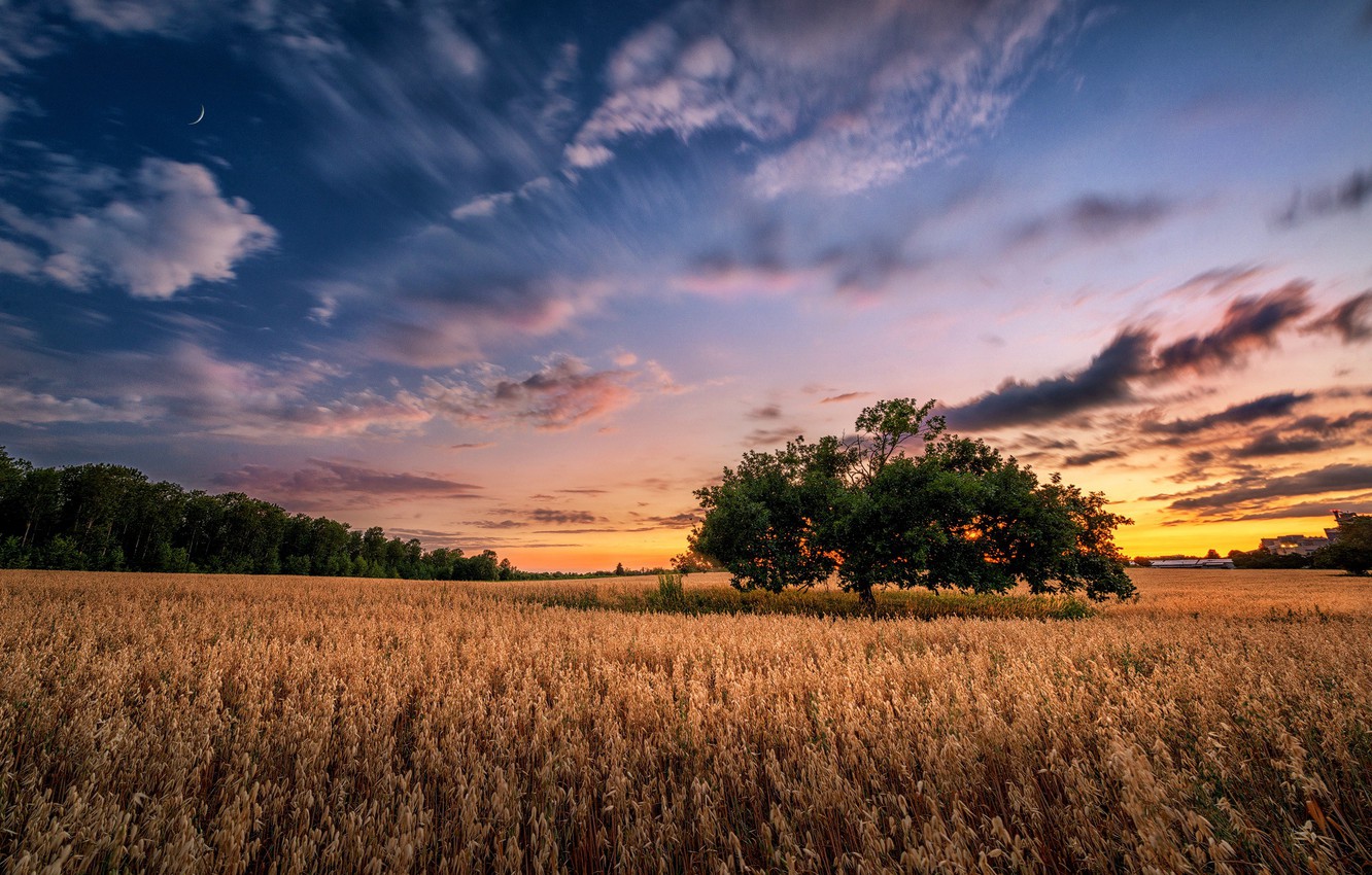 Field Summer Sunset Wallpapers