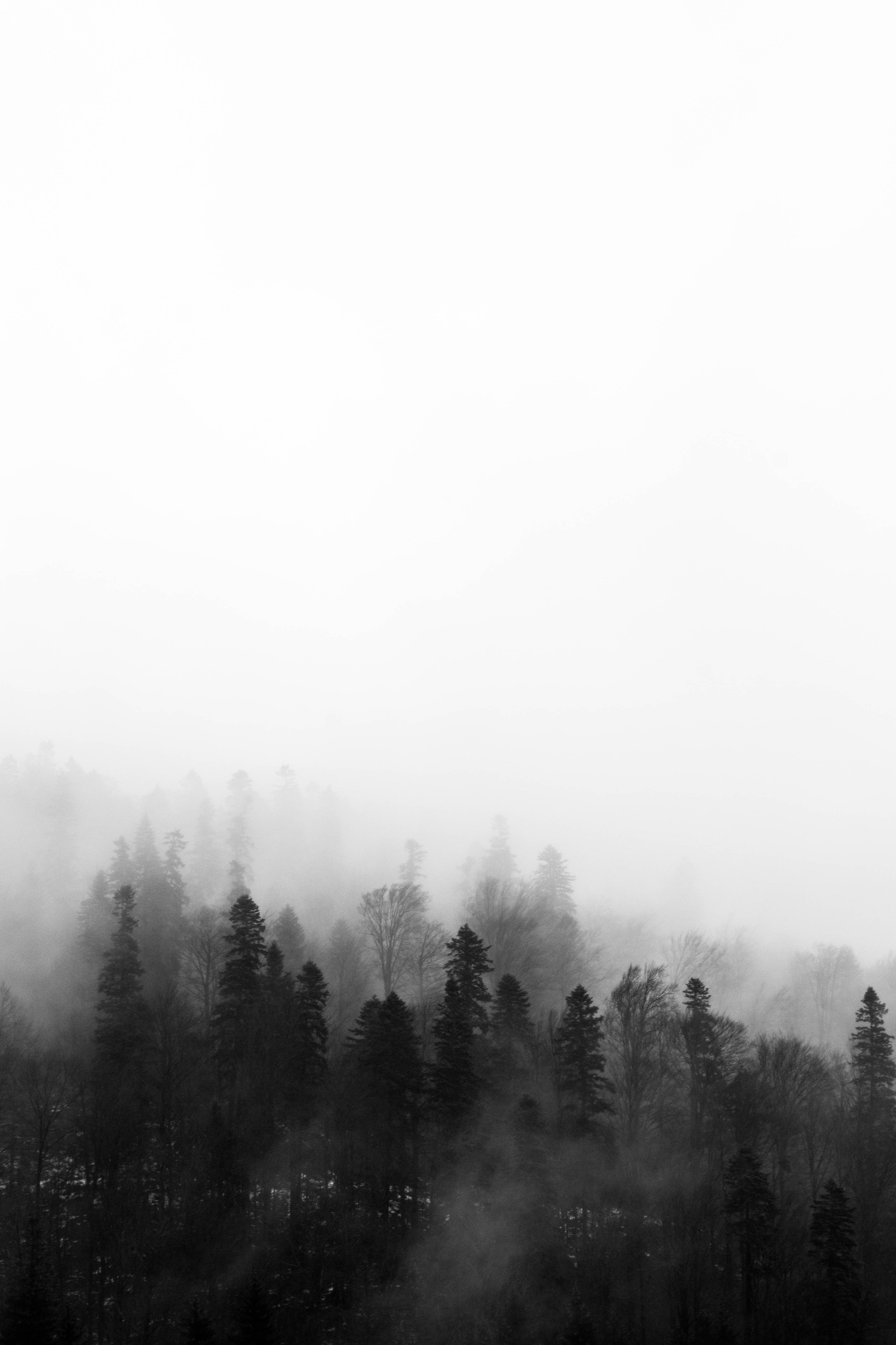 Fog Wallpapers