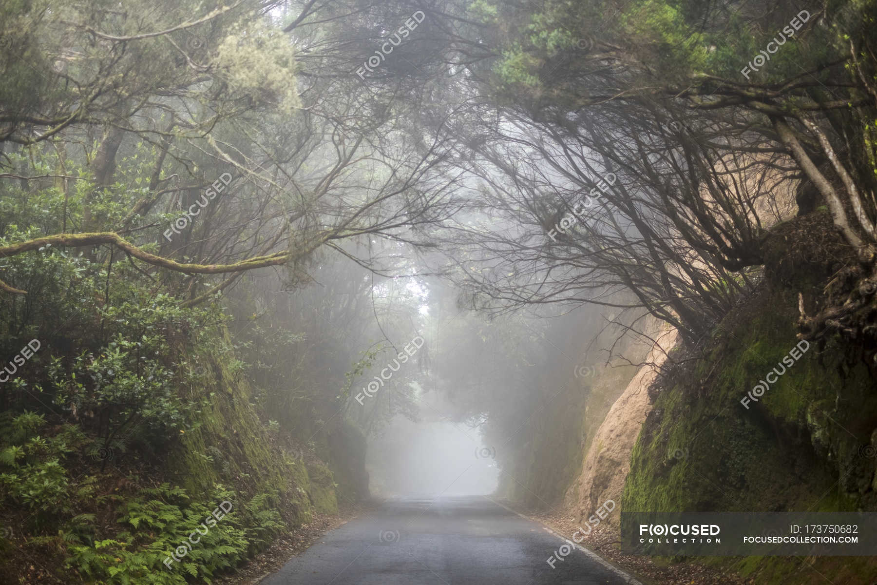 Foggy Empty Road Hd Wallpapers