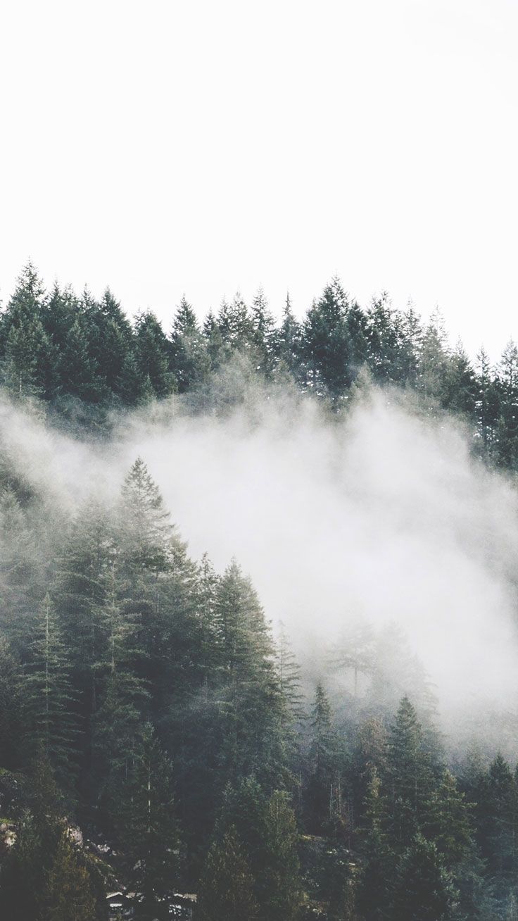 Foggy Forest Mountain Wallpapers