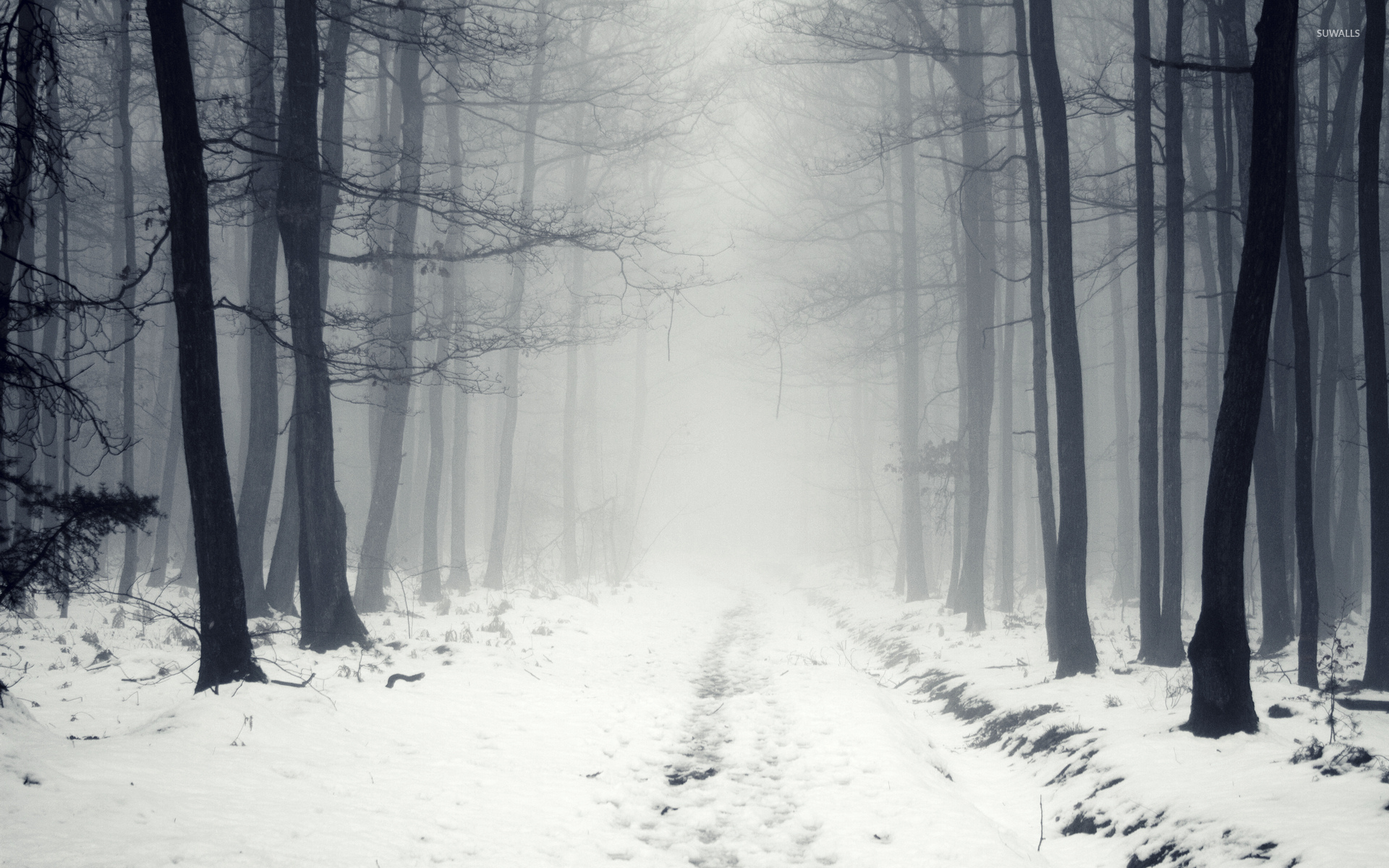 Fogy Forest Winter Day Wallpapers