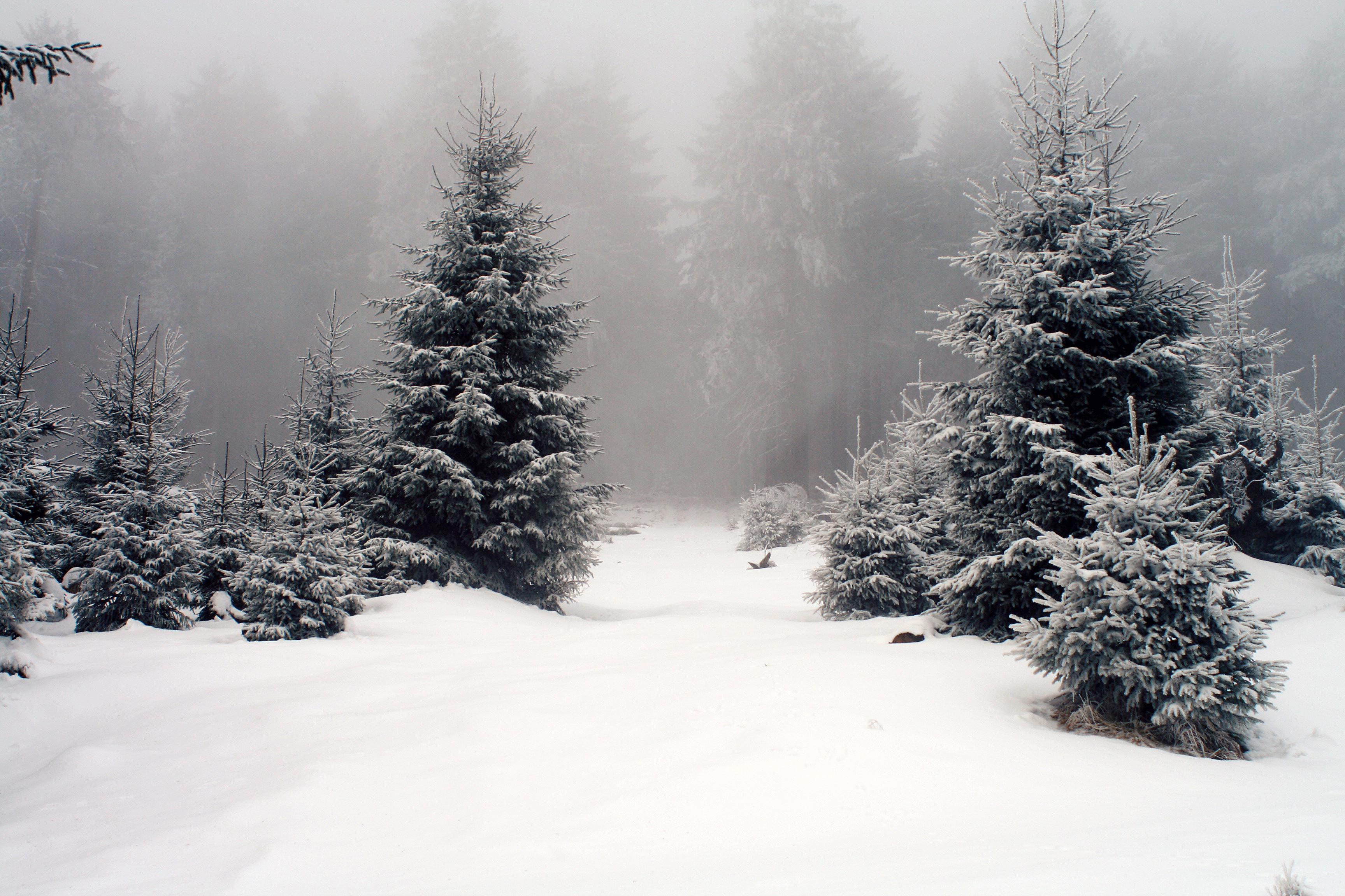 Fogy Forest Winter Day Wallpapers