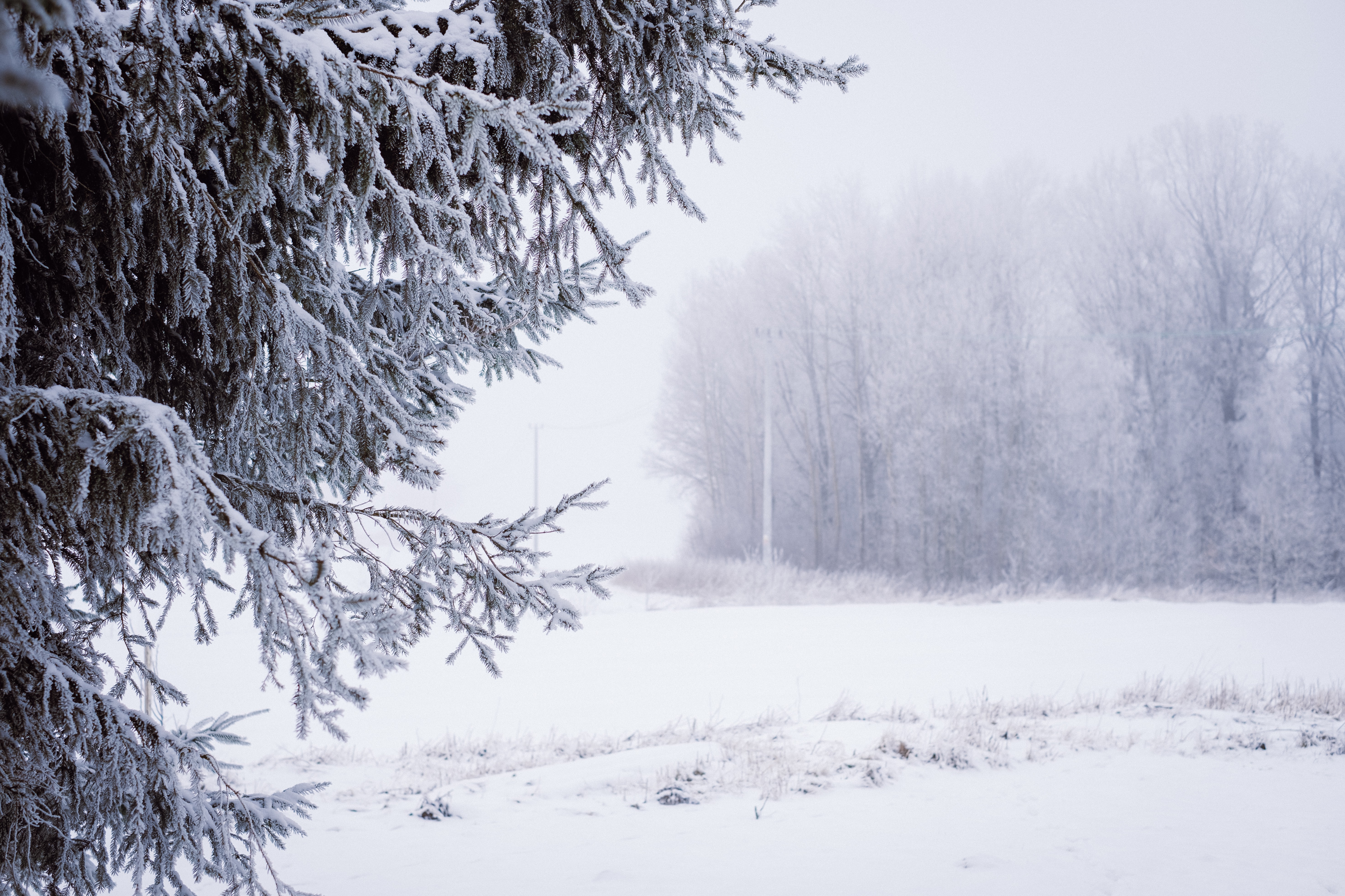 Fogy Forest Winter Day Wallpapers