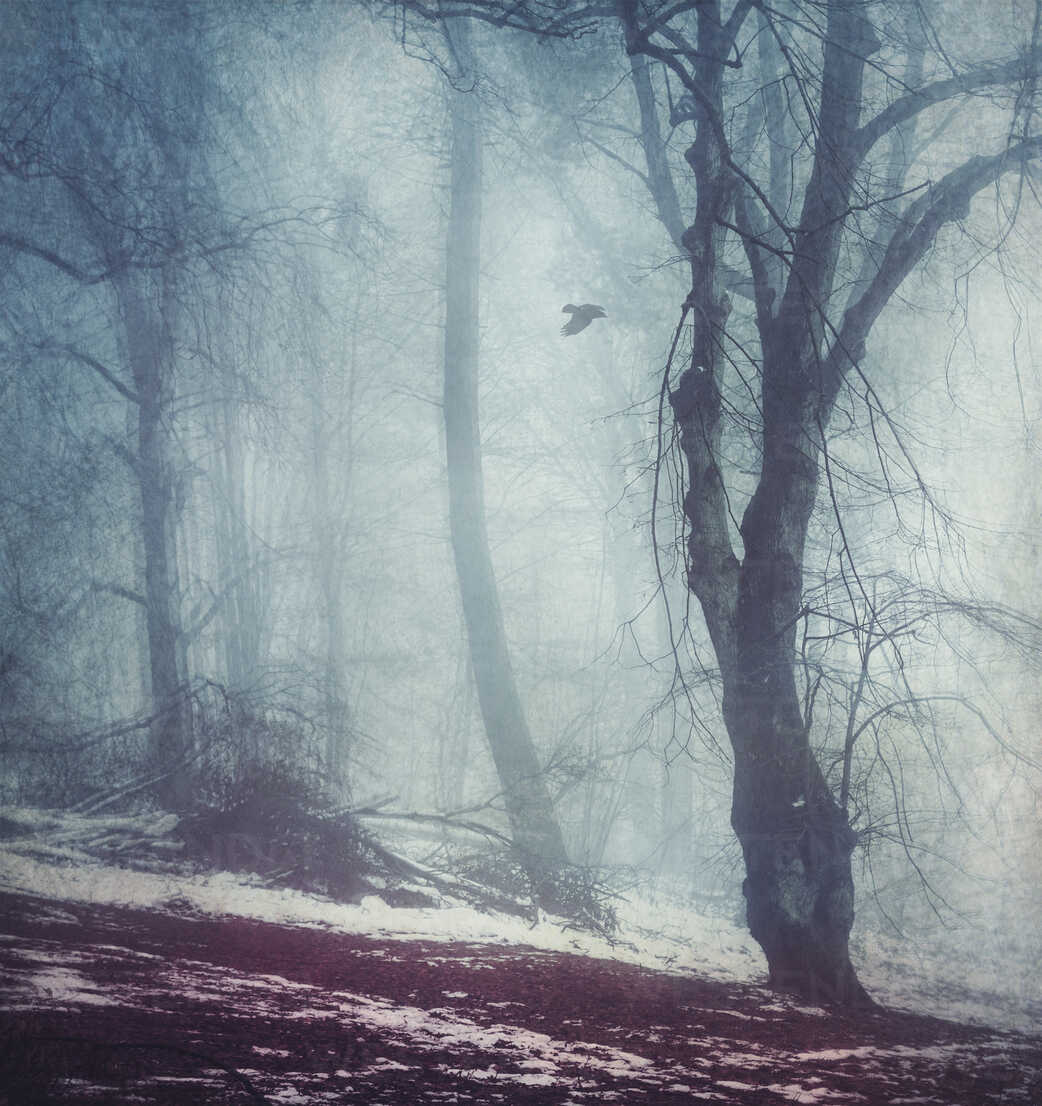 Fogy Forest Winter Day Wallpapers