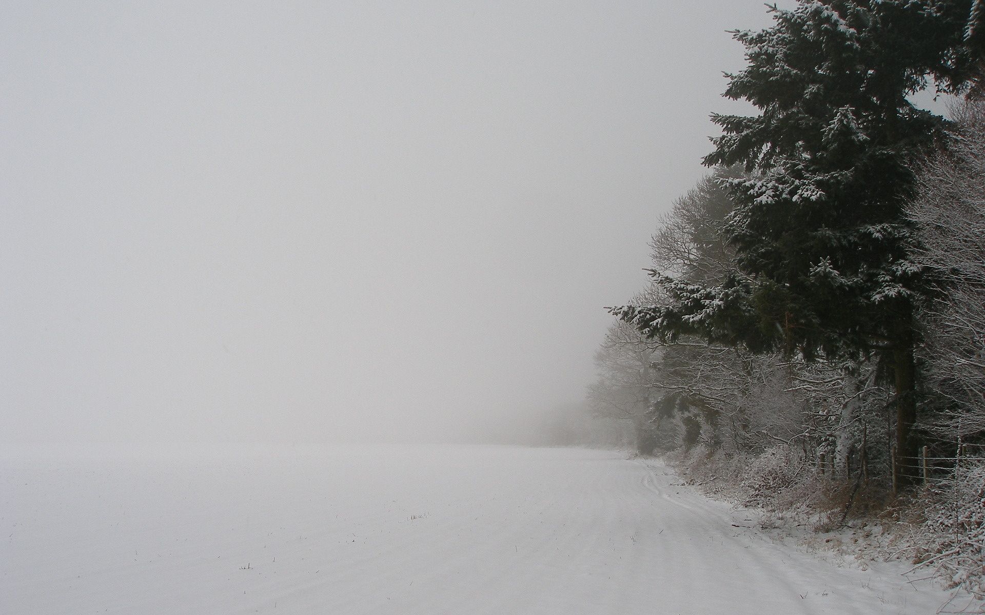 Fogy Forest Winter Day Wallpapers