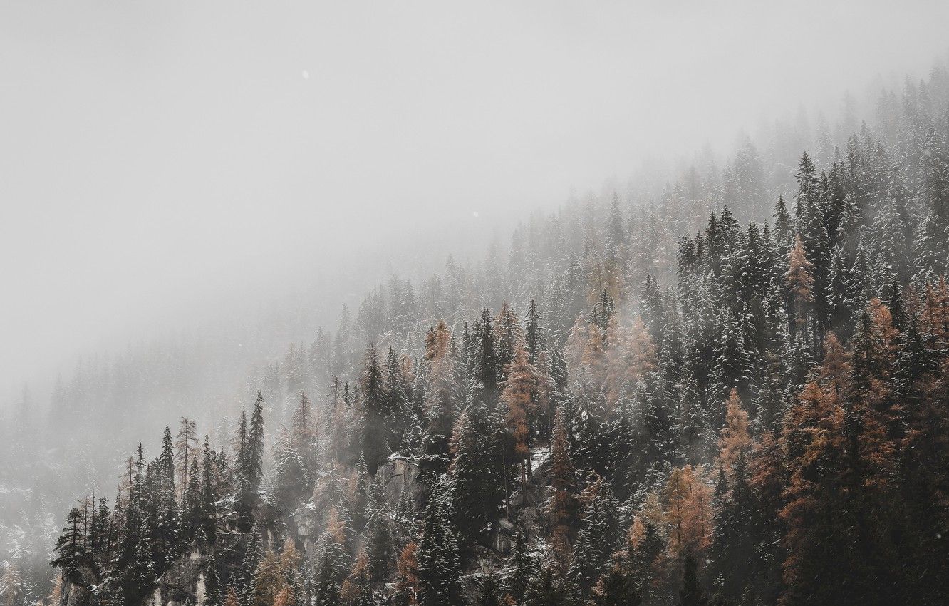 Fogy Forest Winter Day Wallpapers