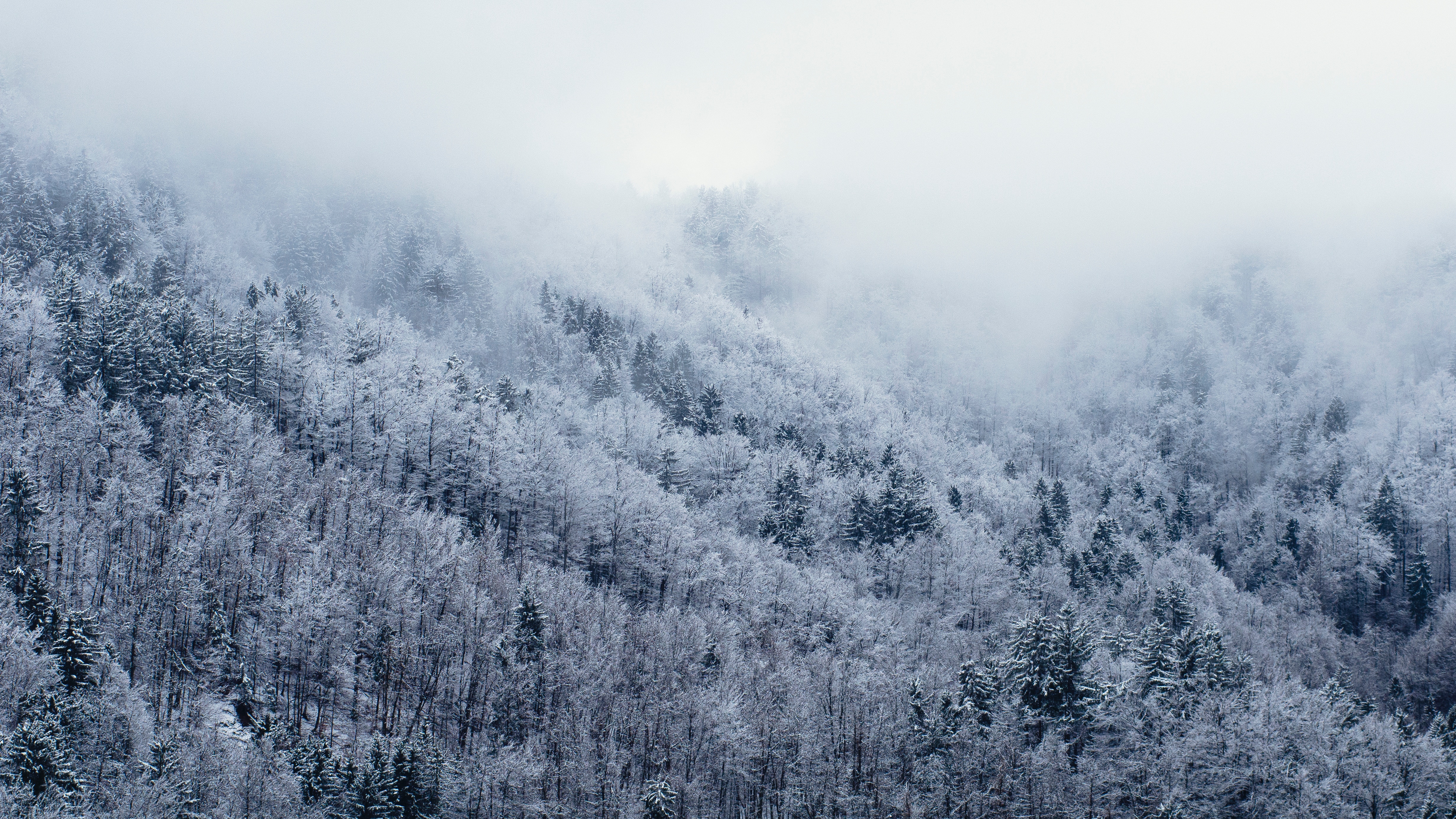 Fogy Forest Winter Day Wallpapers