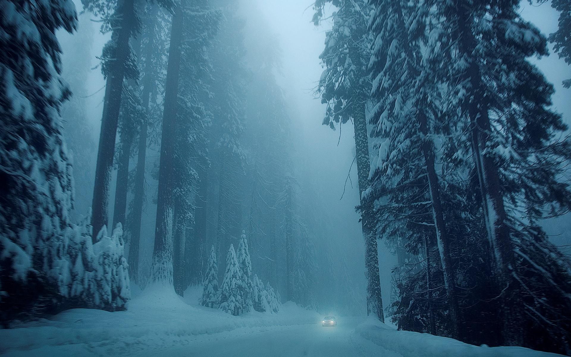 Fogy Forest Winter Day Wallpapers