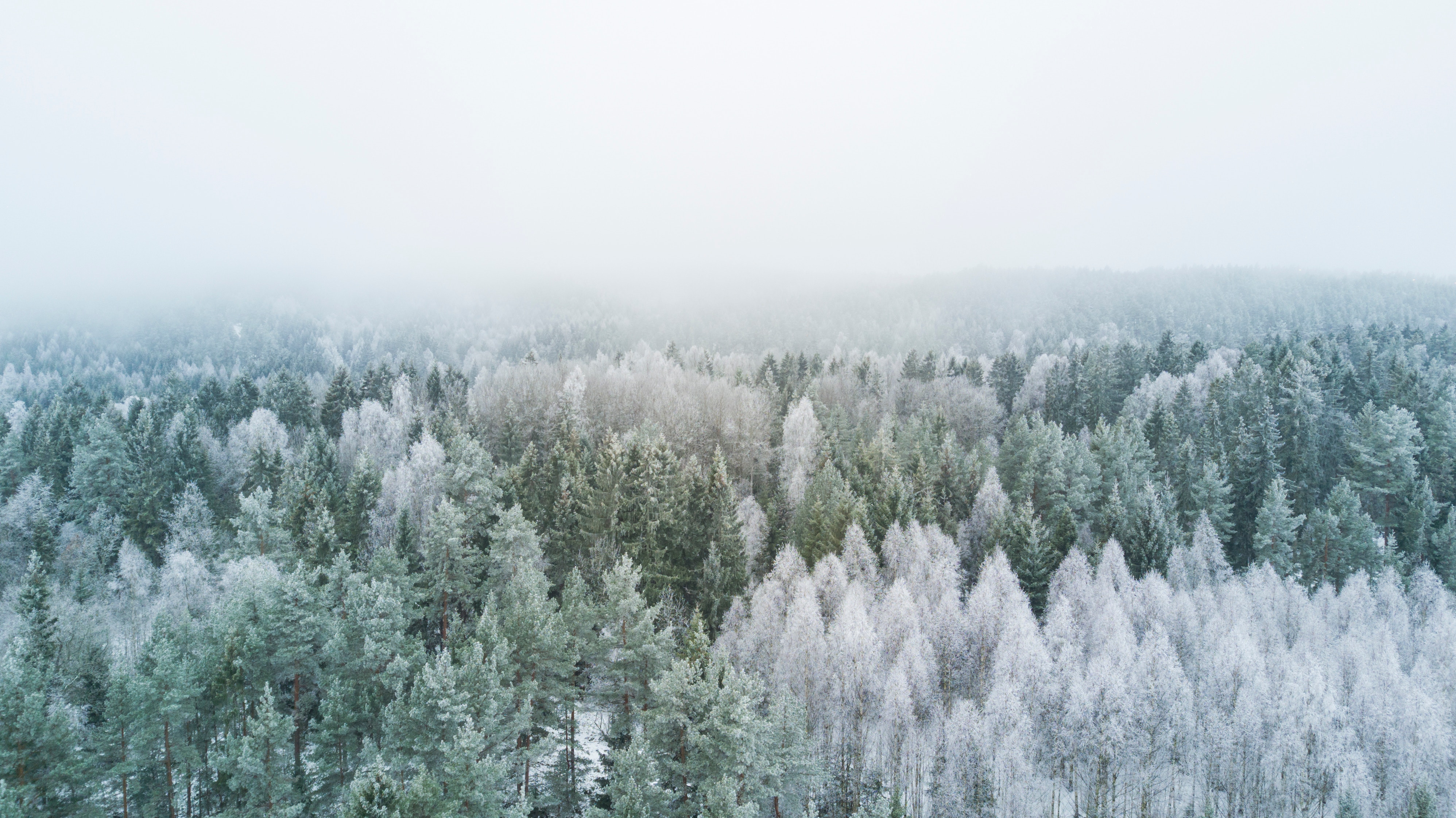 Fogy Forest Winter Day Wallpapers