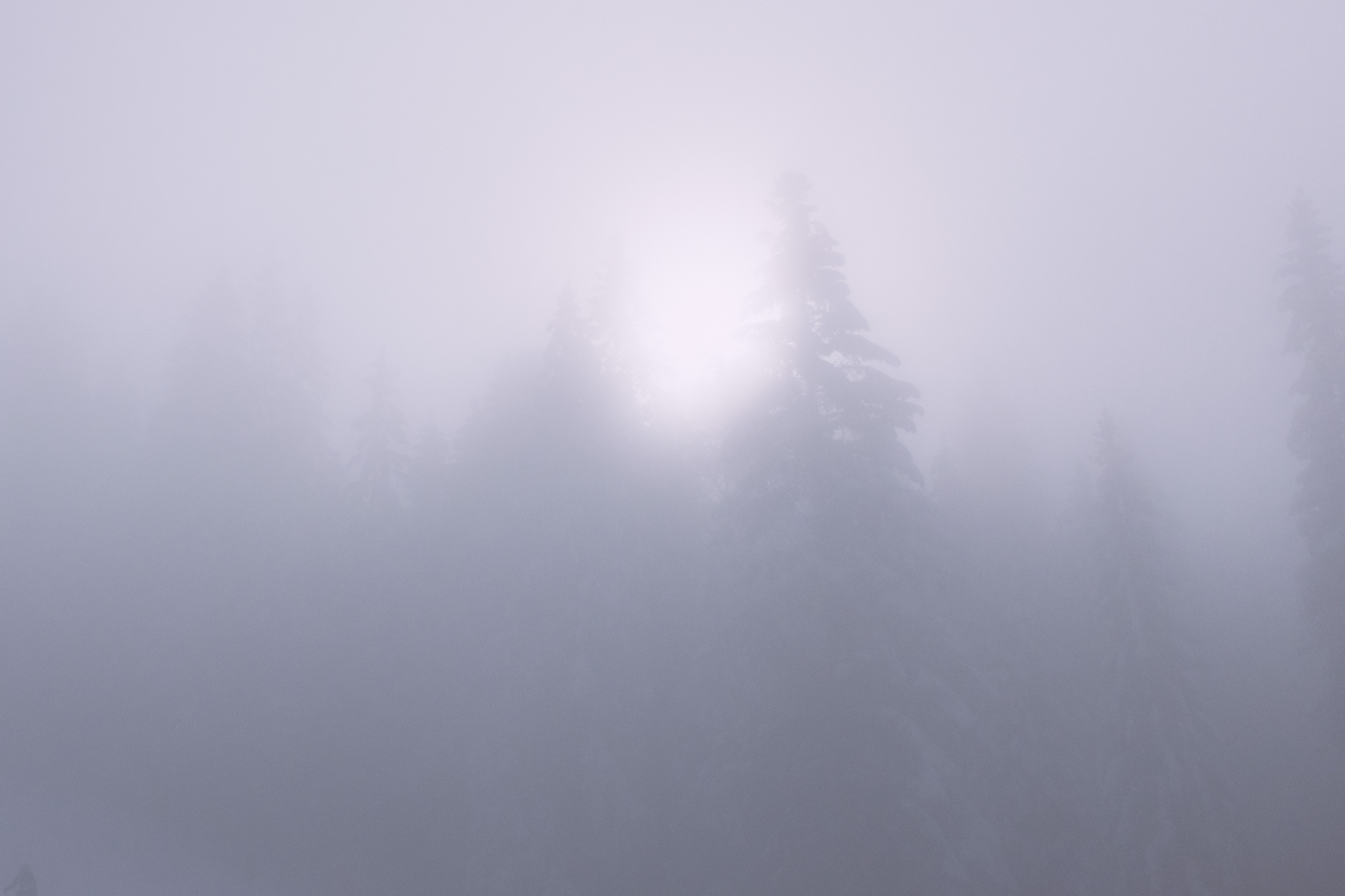 Fogy Forest Winter Day Wallpapers