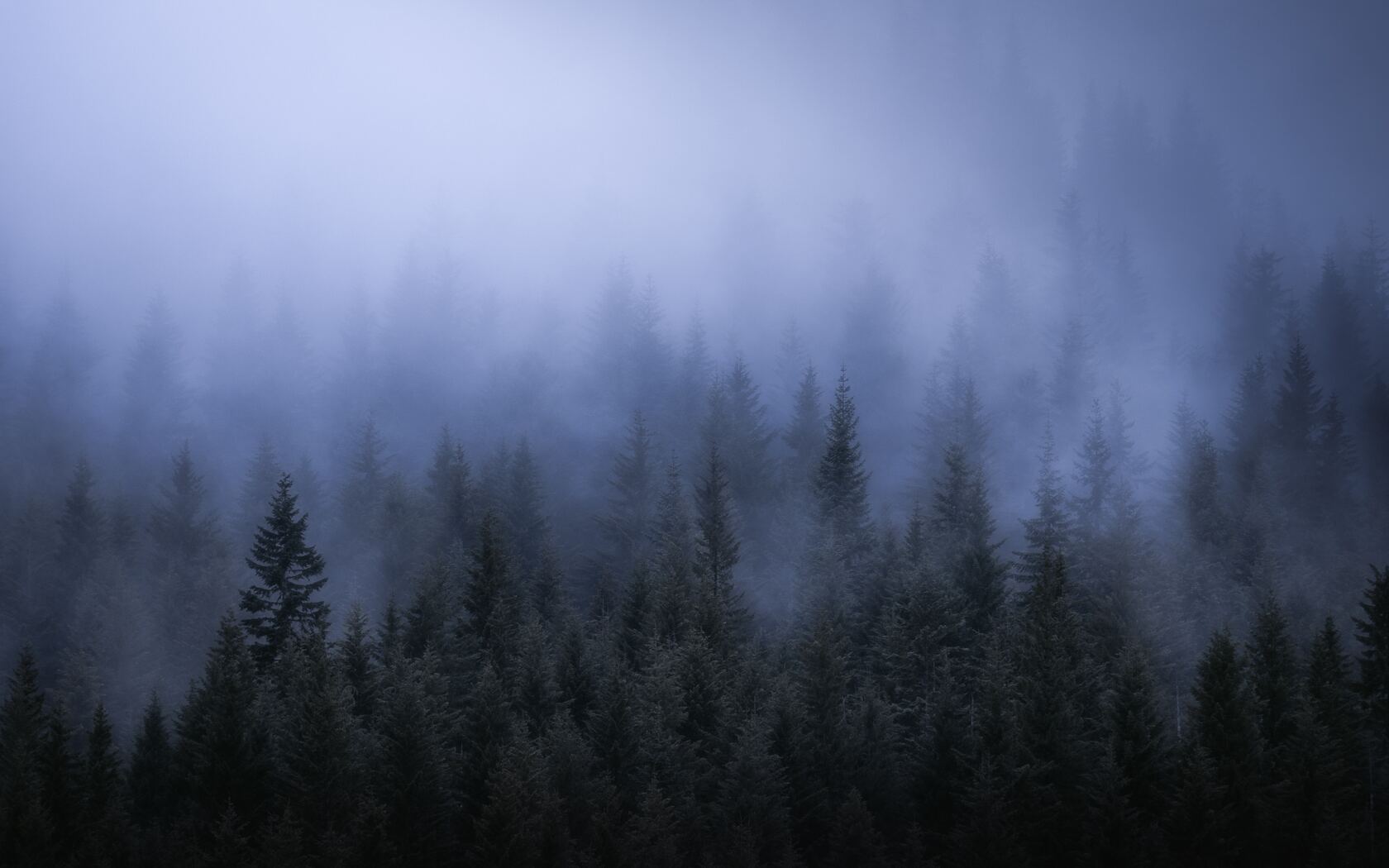 Fogy Landscape Forest Wallpapers