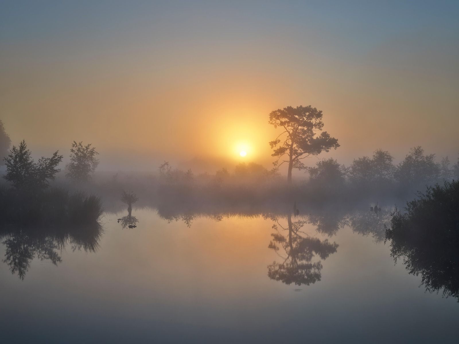 Fogy Sunrise Wallpapers