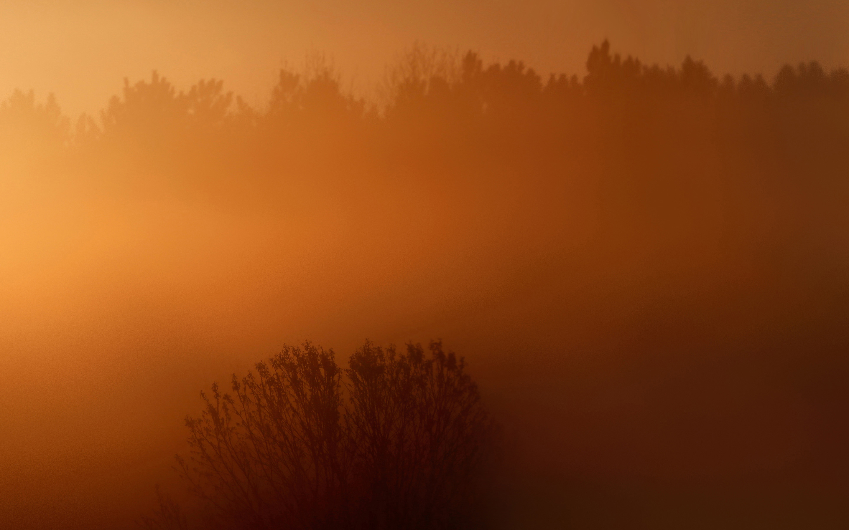 Fogy Sunrise Wallpapers